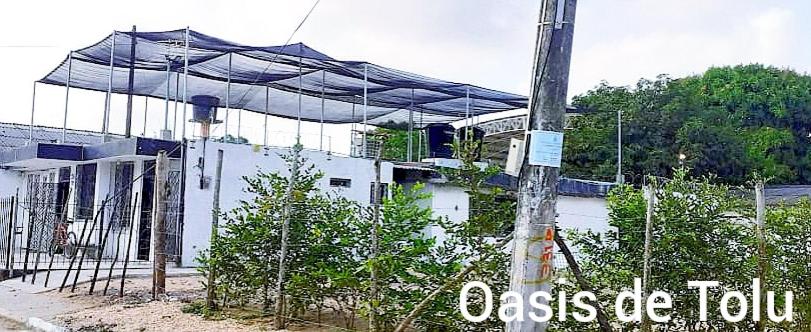 Oasis de Tolú