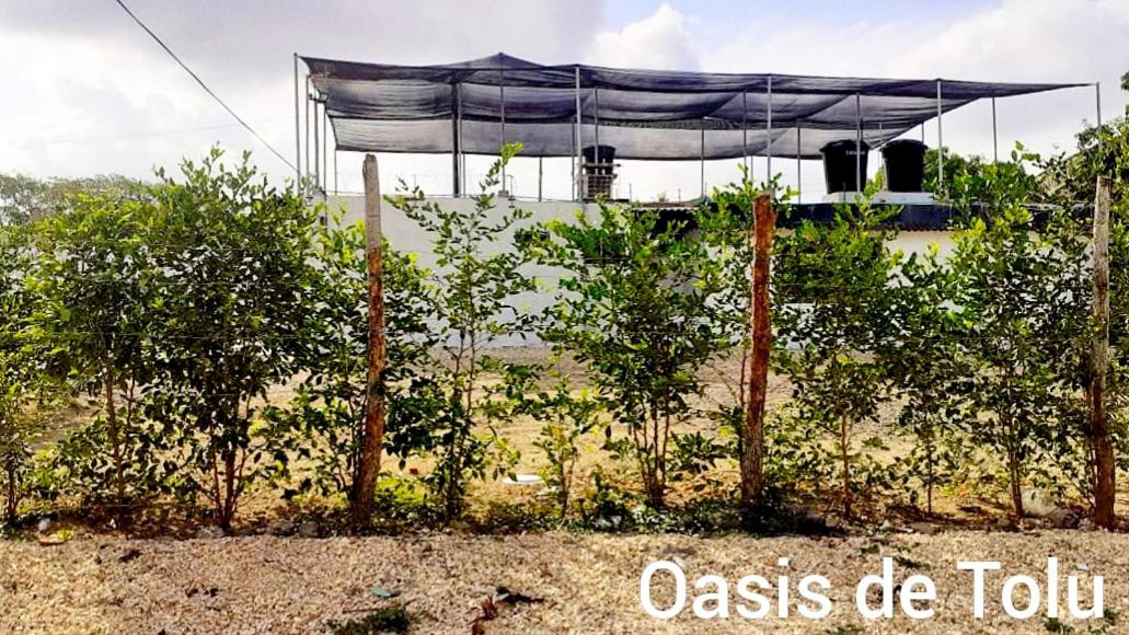Oasis de Tolú