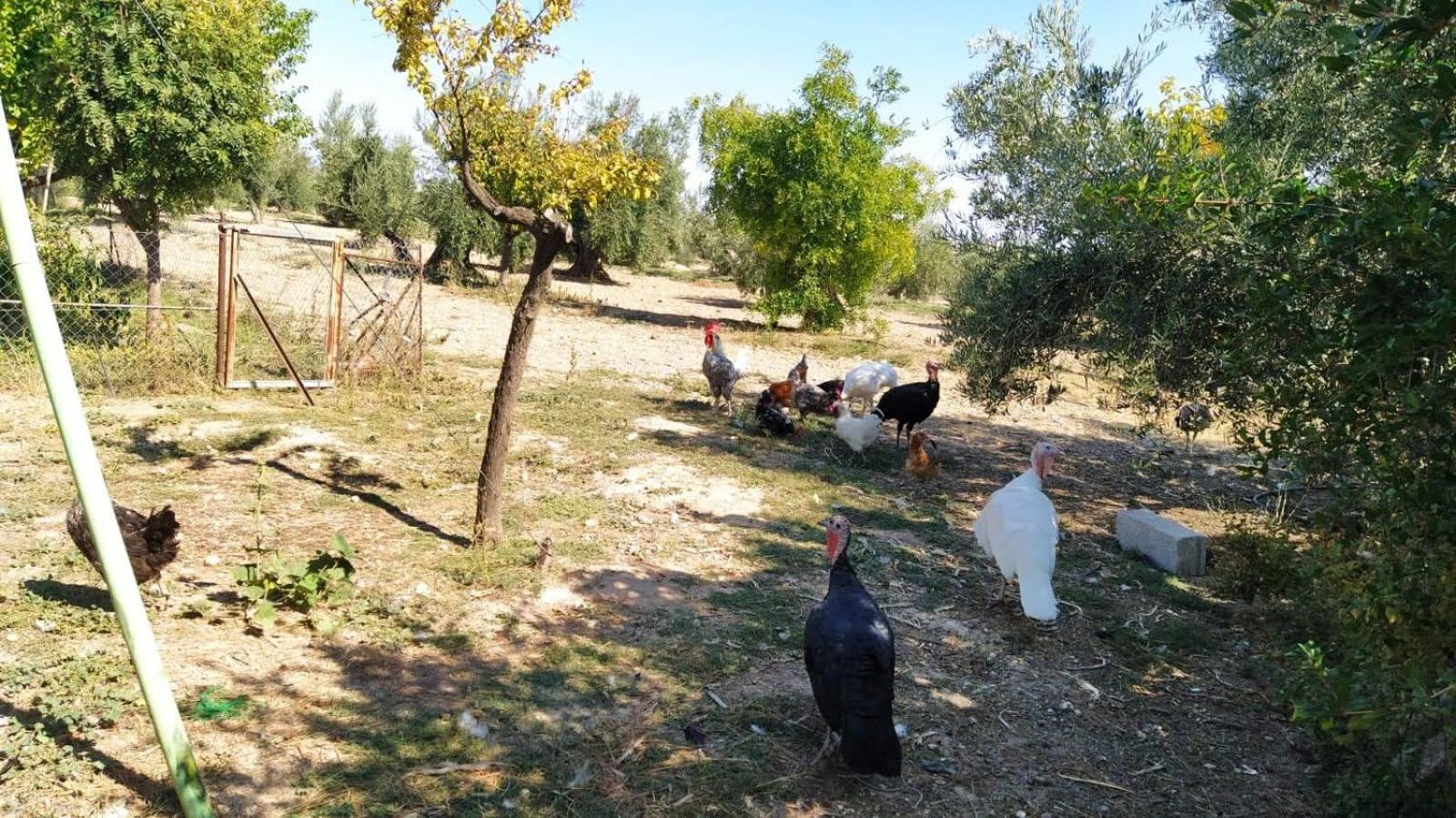 Photo 42