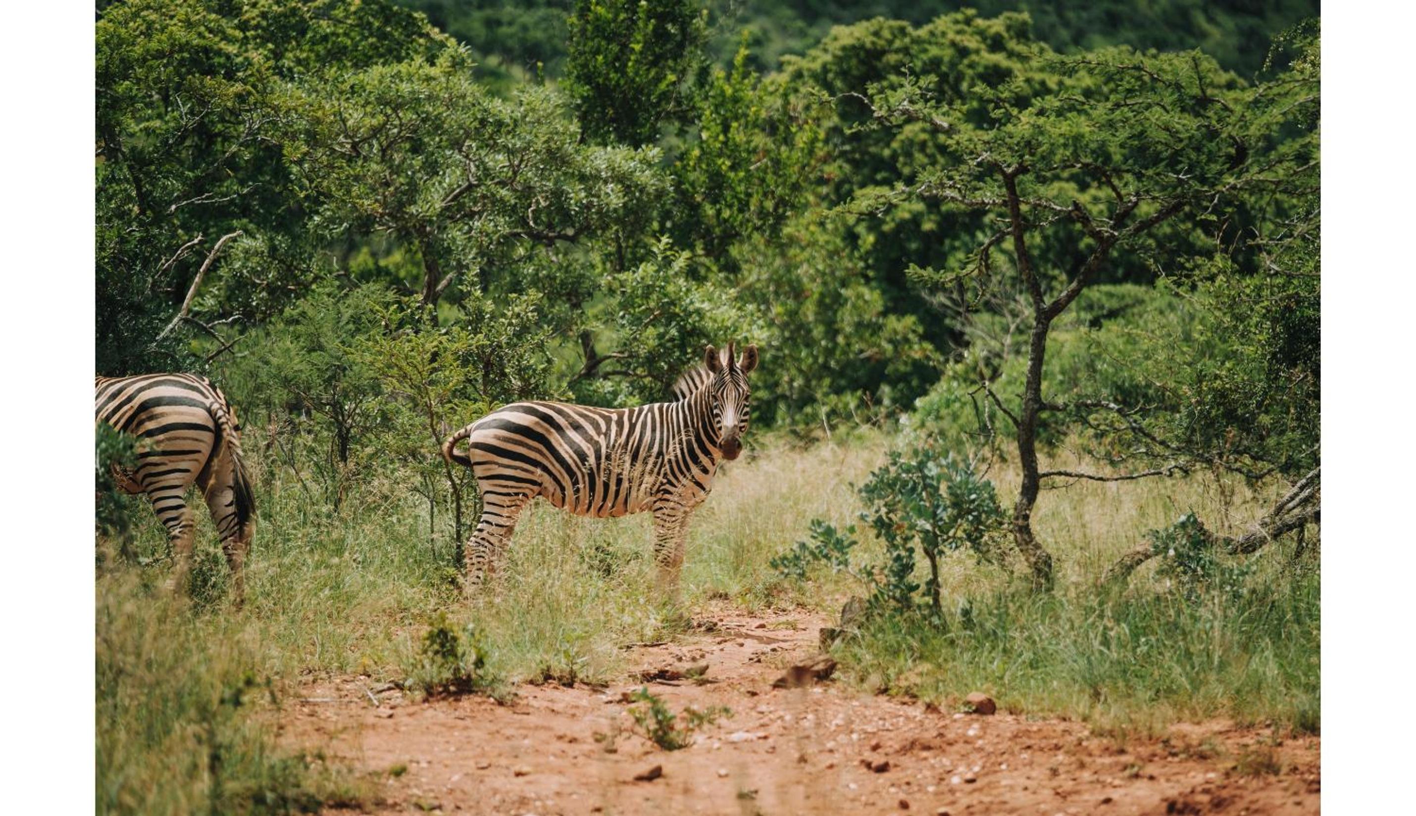 Matatane Camp - Babanango Game Reserve view 4