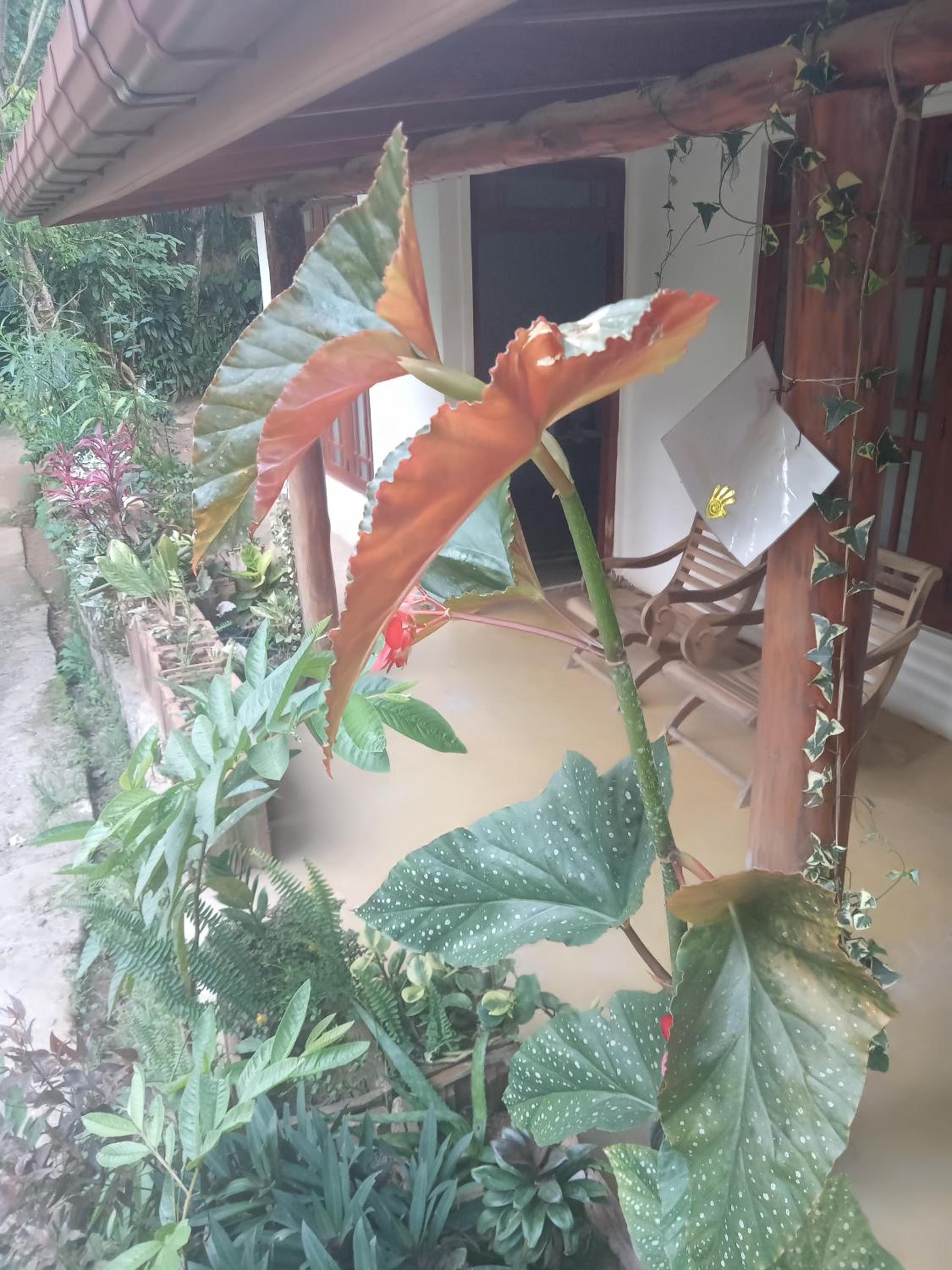 Supipi Homestay