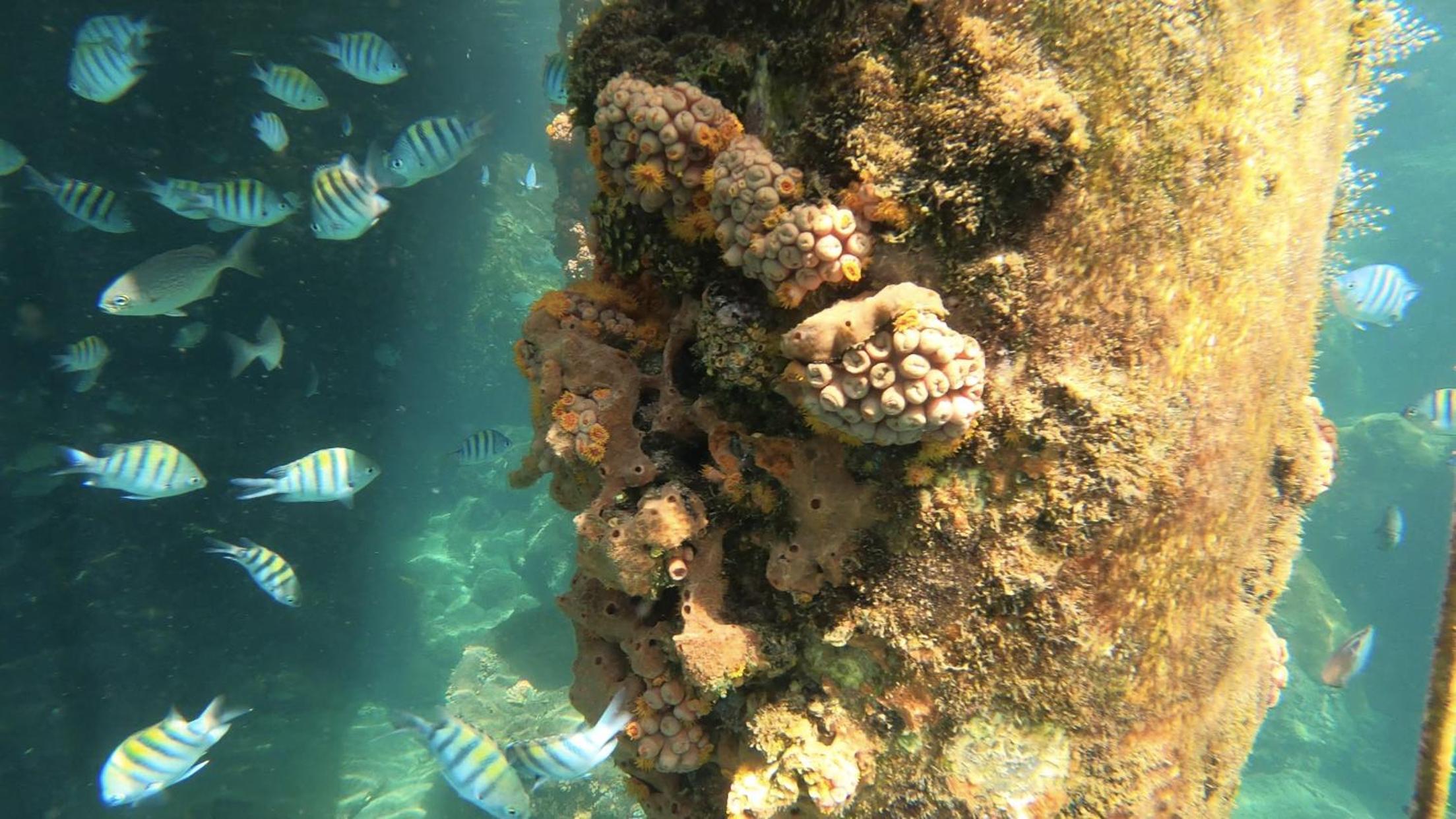 Pousada Convés - Ilha Grande