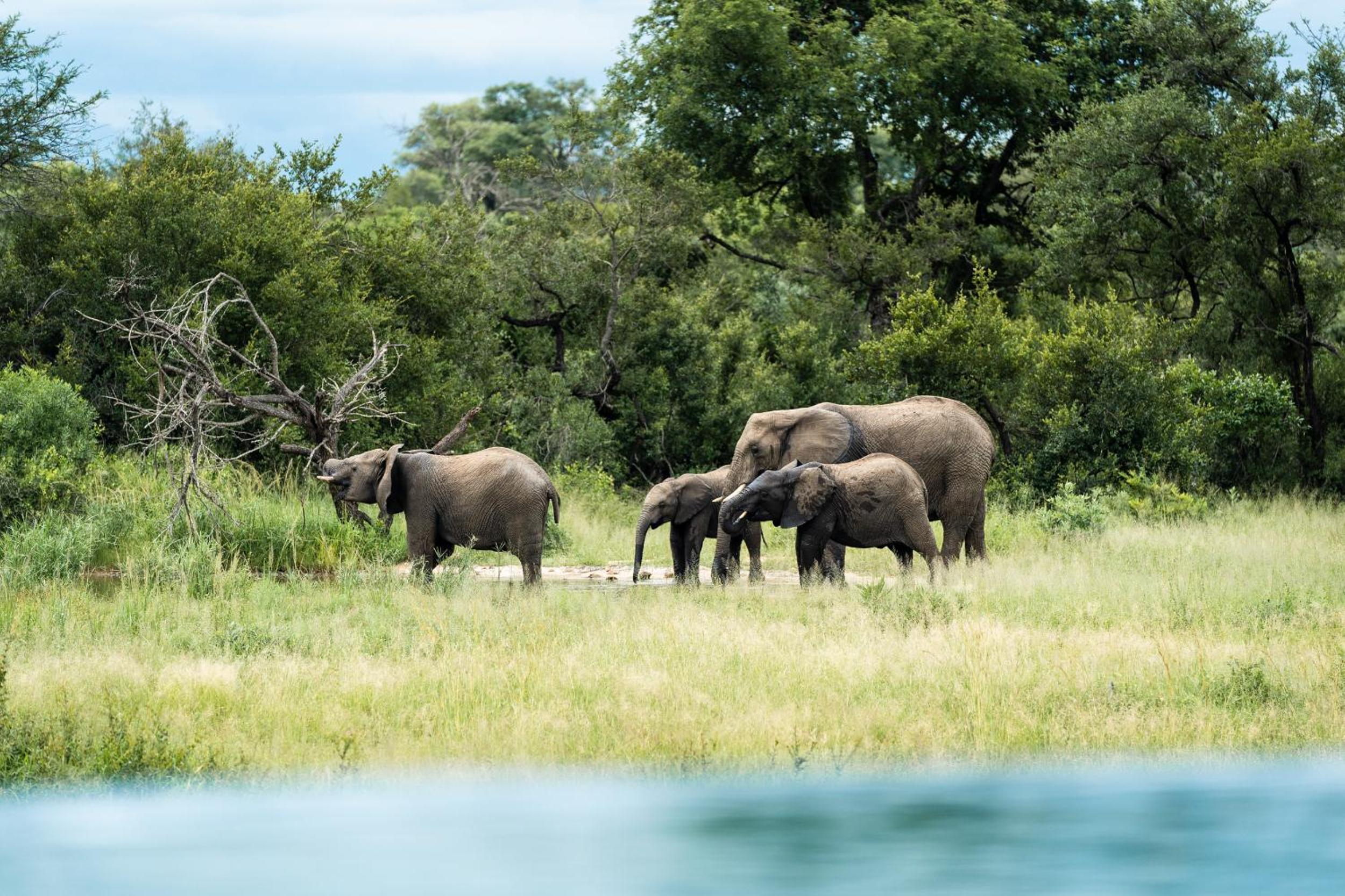 Shumbalala Game Lodge