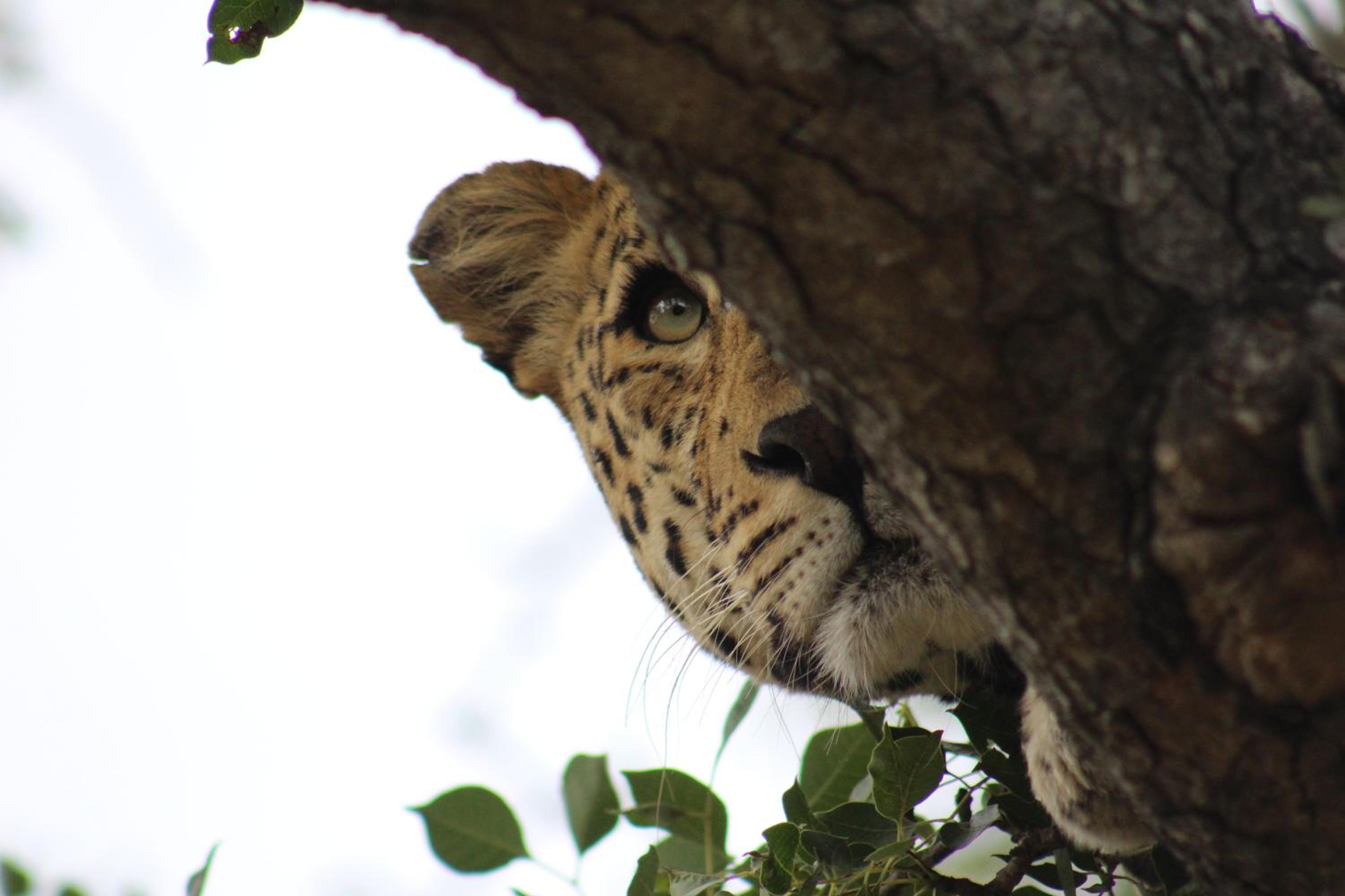 Shumbalala Game Lodge