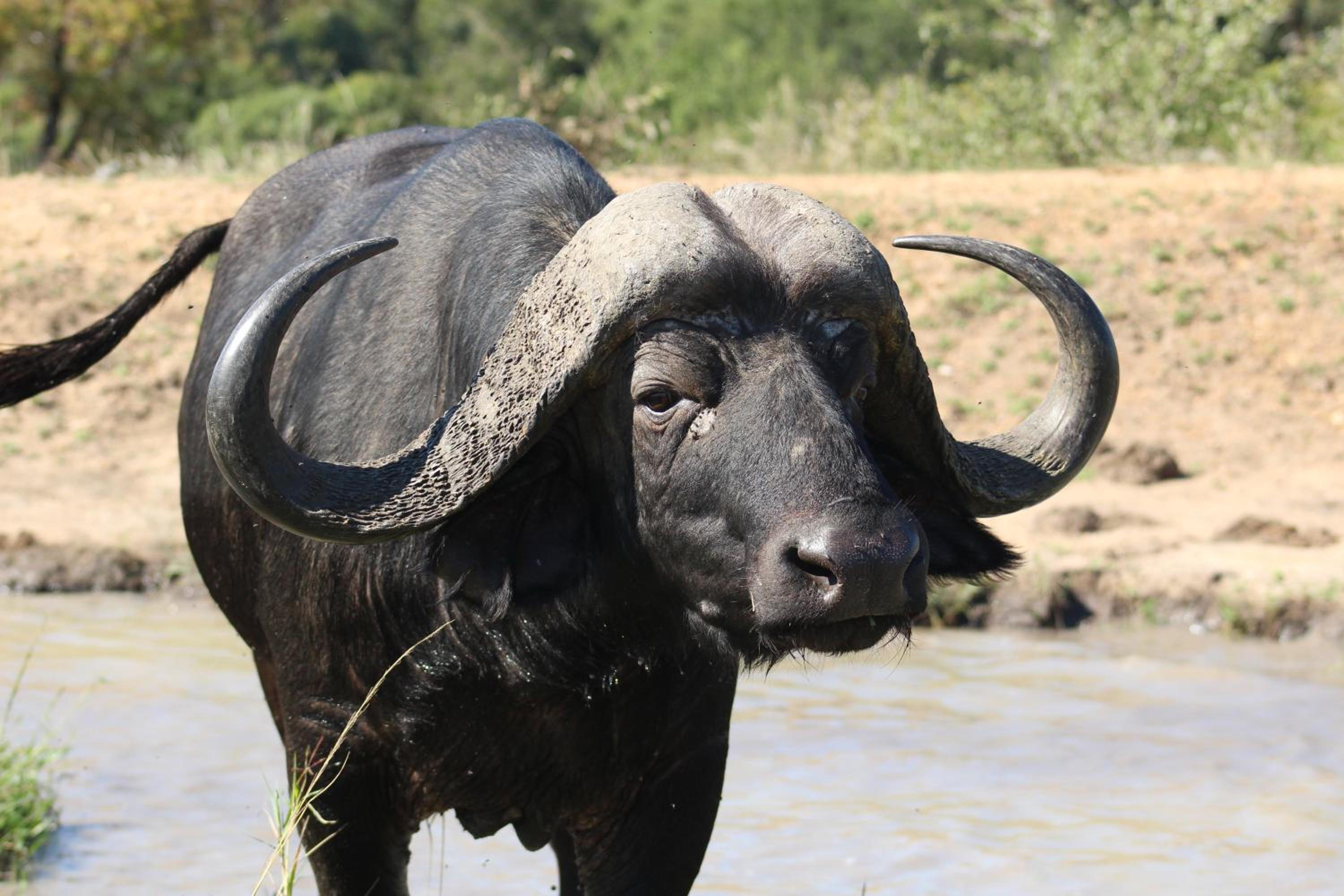 Shumbalala Game Lodge