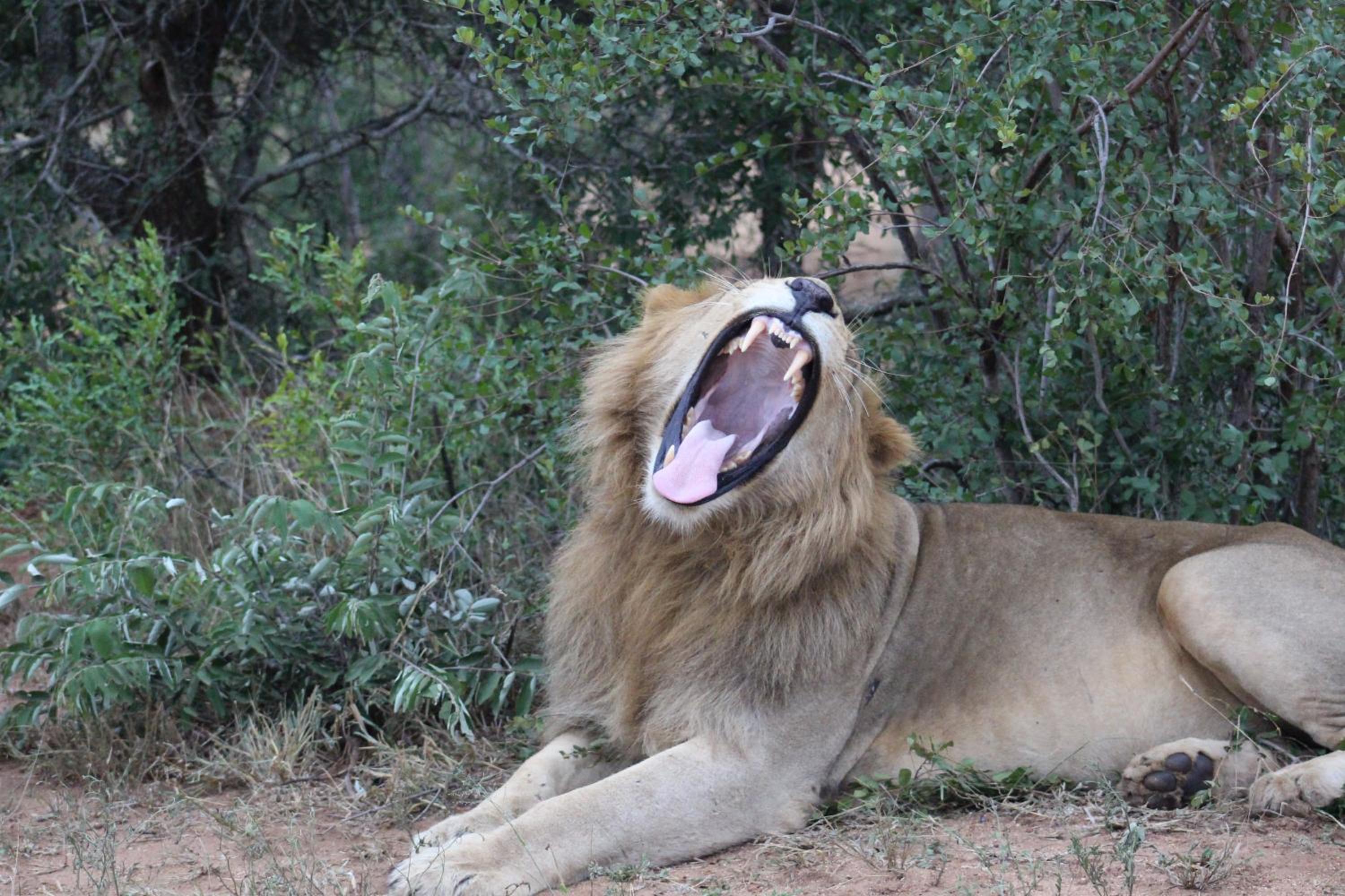 Shumbalala Game Lodge