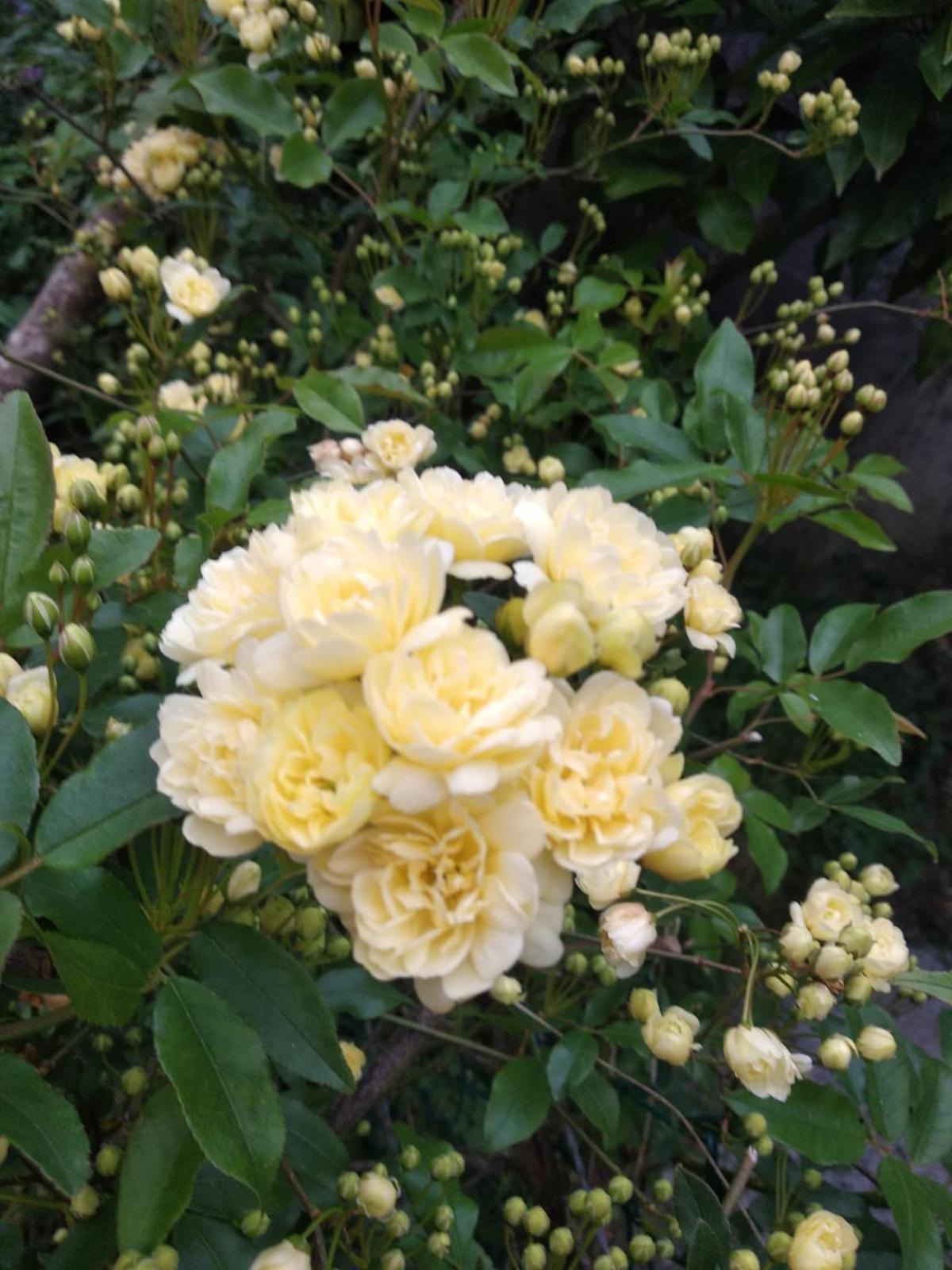 Photo 45