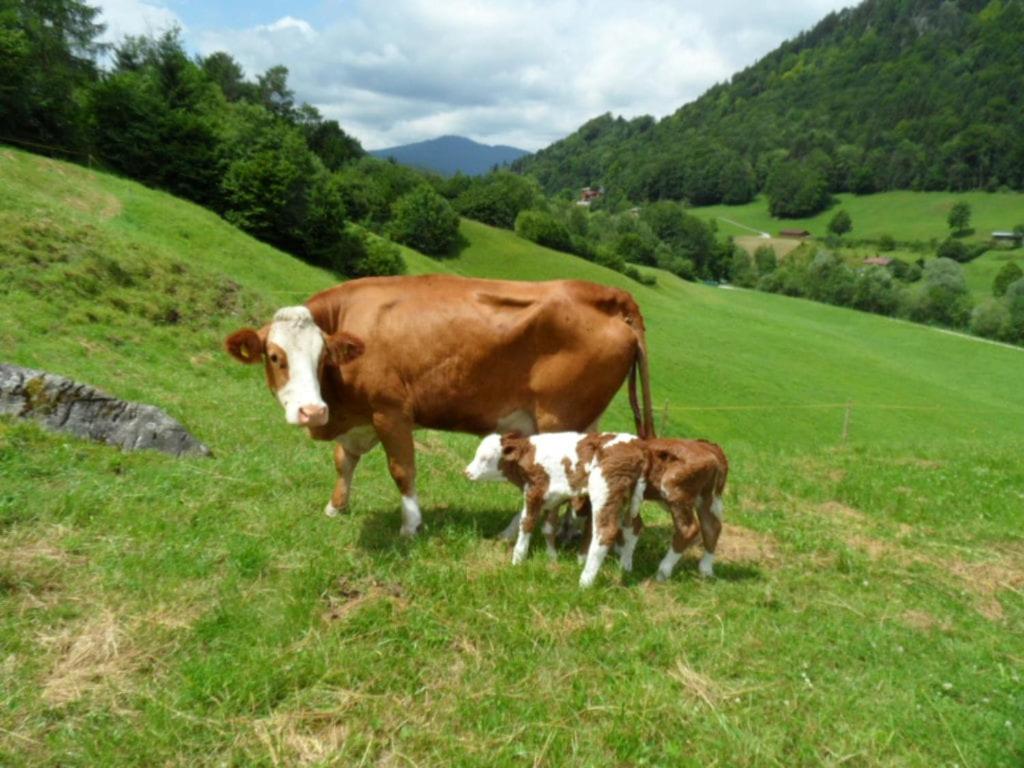 Ferienwohnungen Kilianmühle