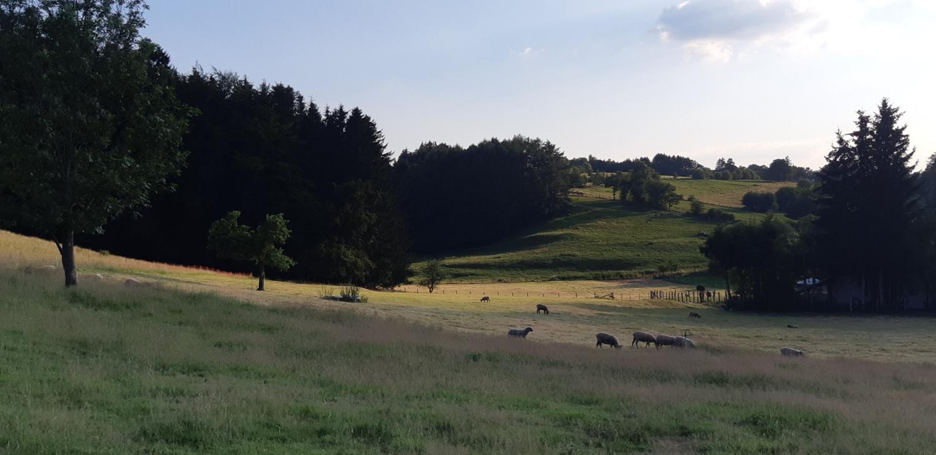La Renée'Sens