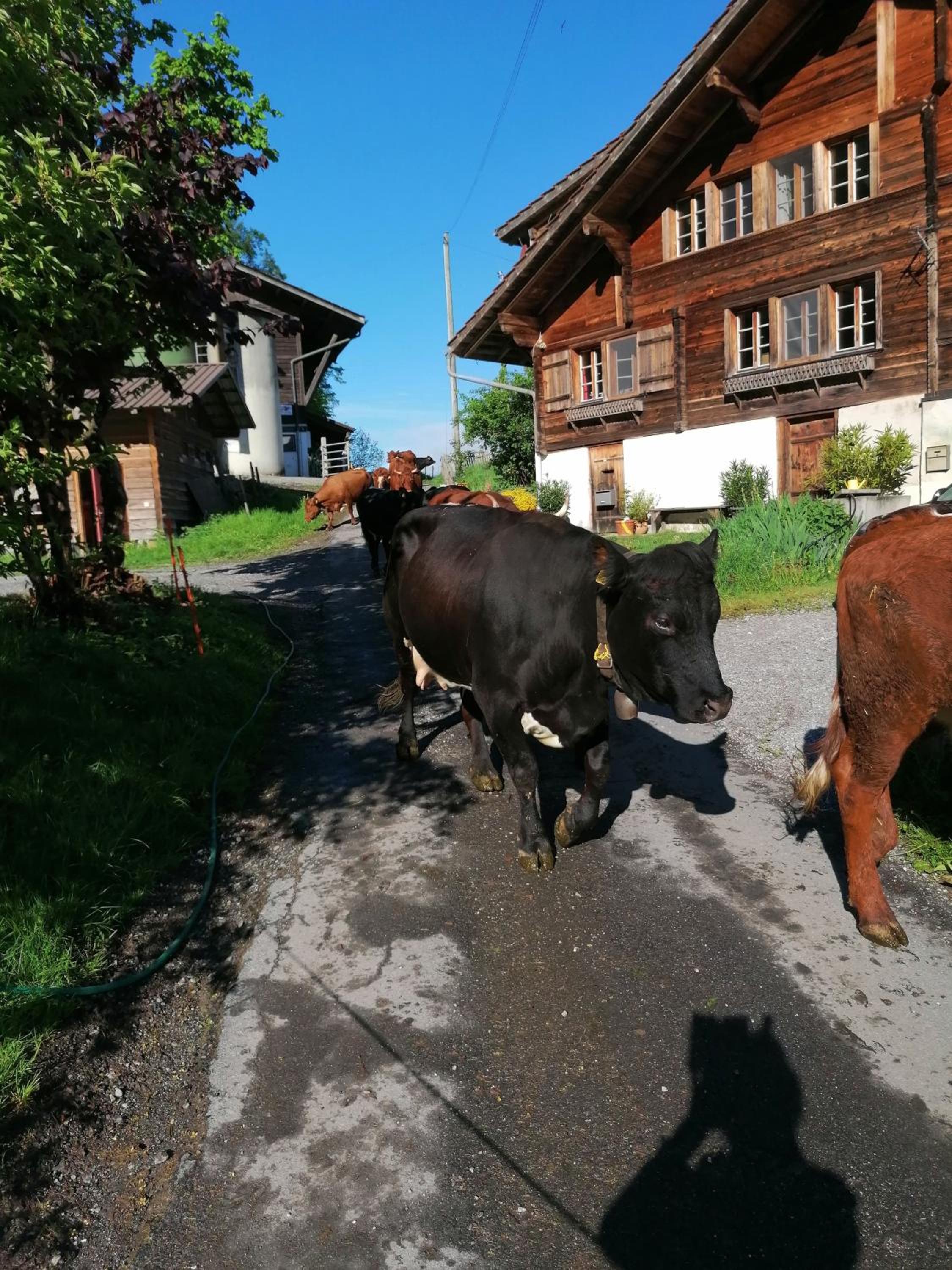 Brunners harzerhof
