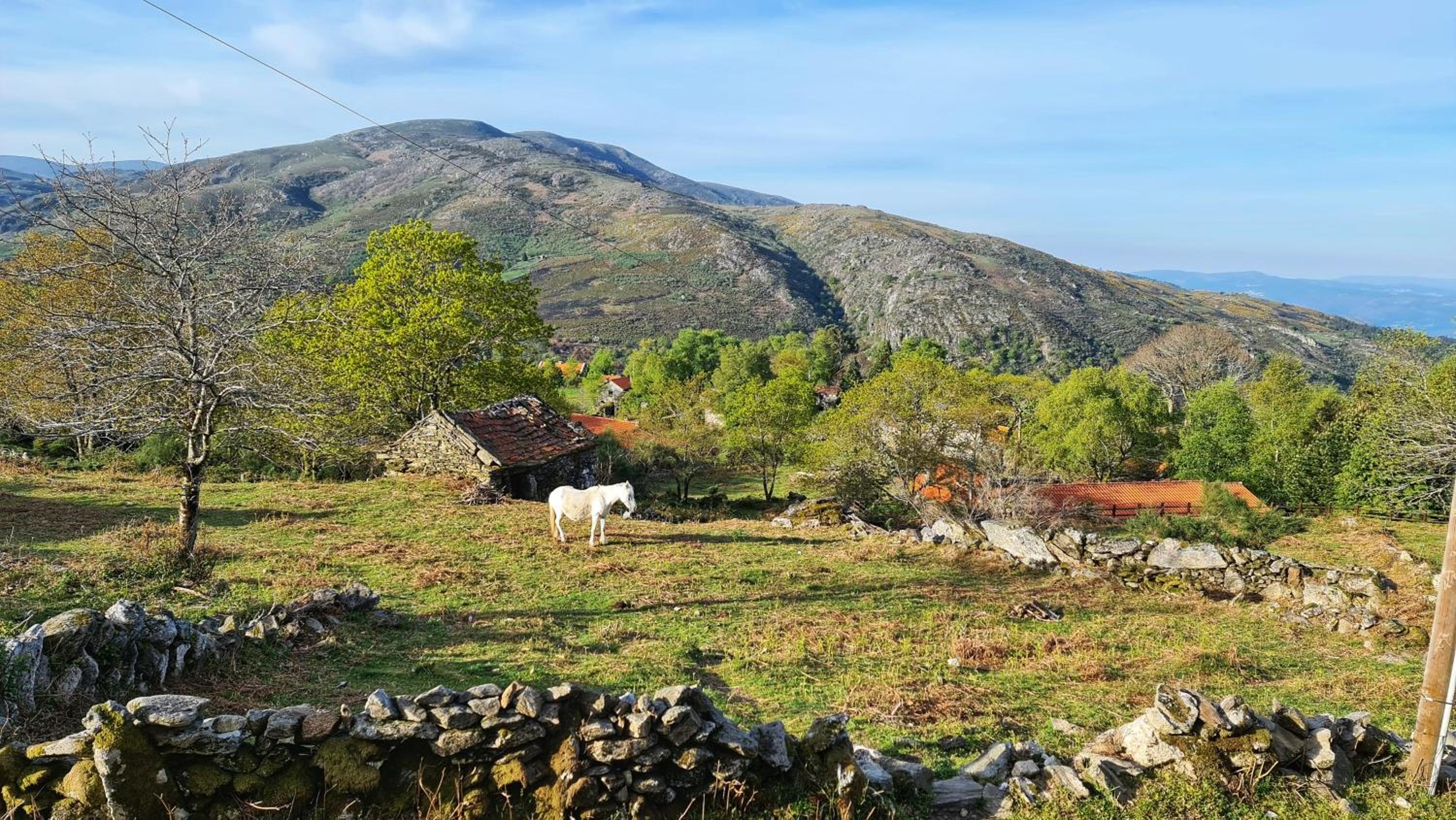 Cardenha da Bessada