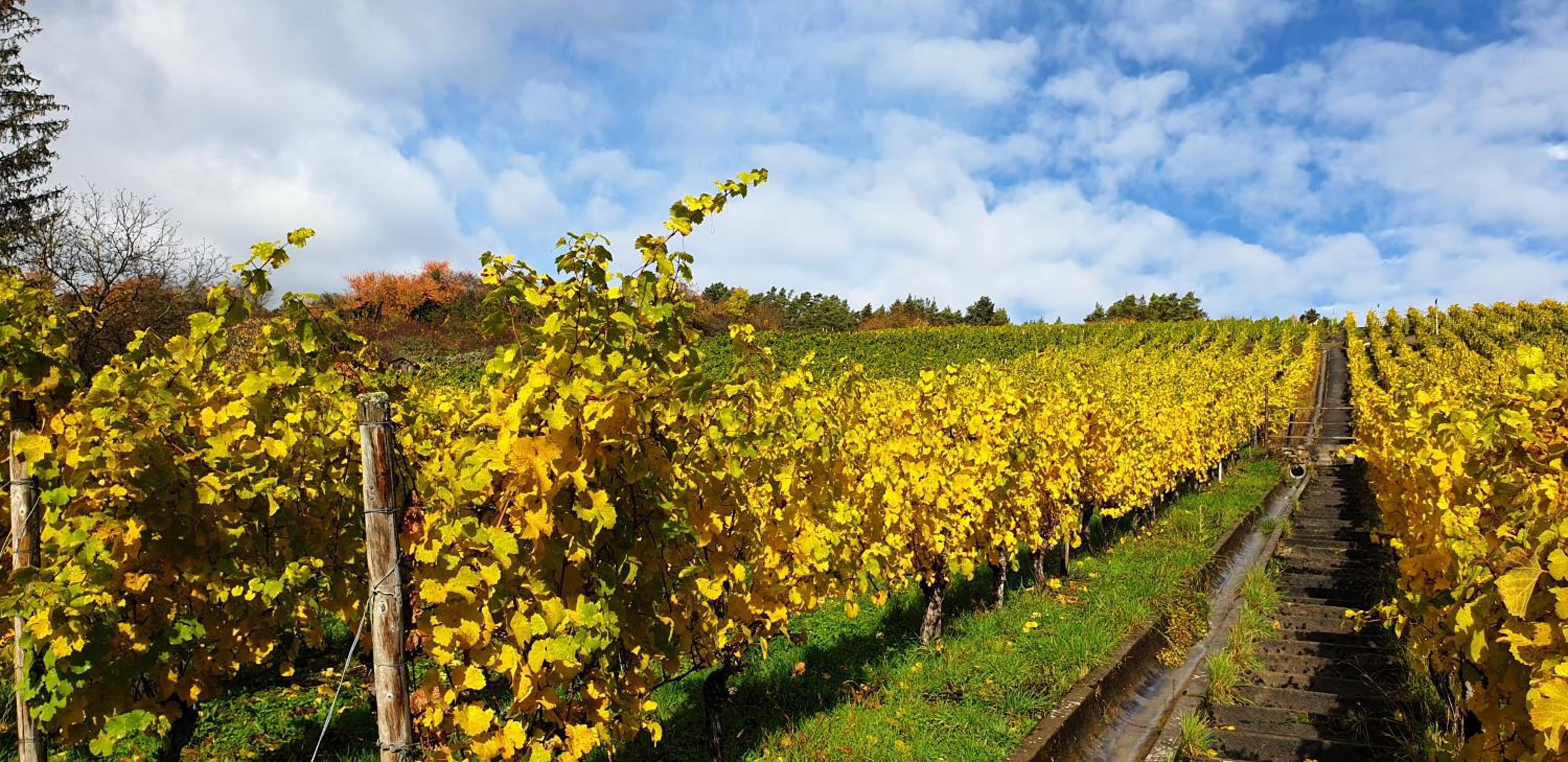 Rebgut en Lauda-Königshofen