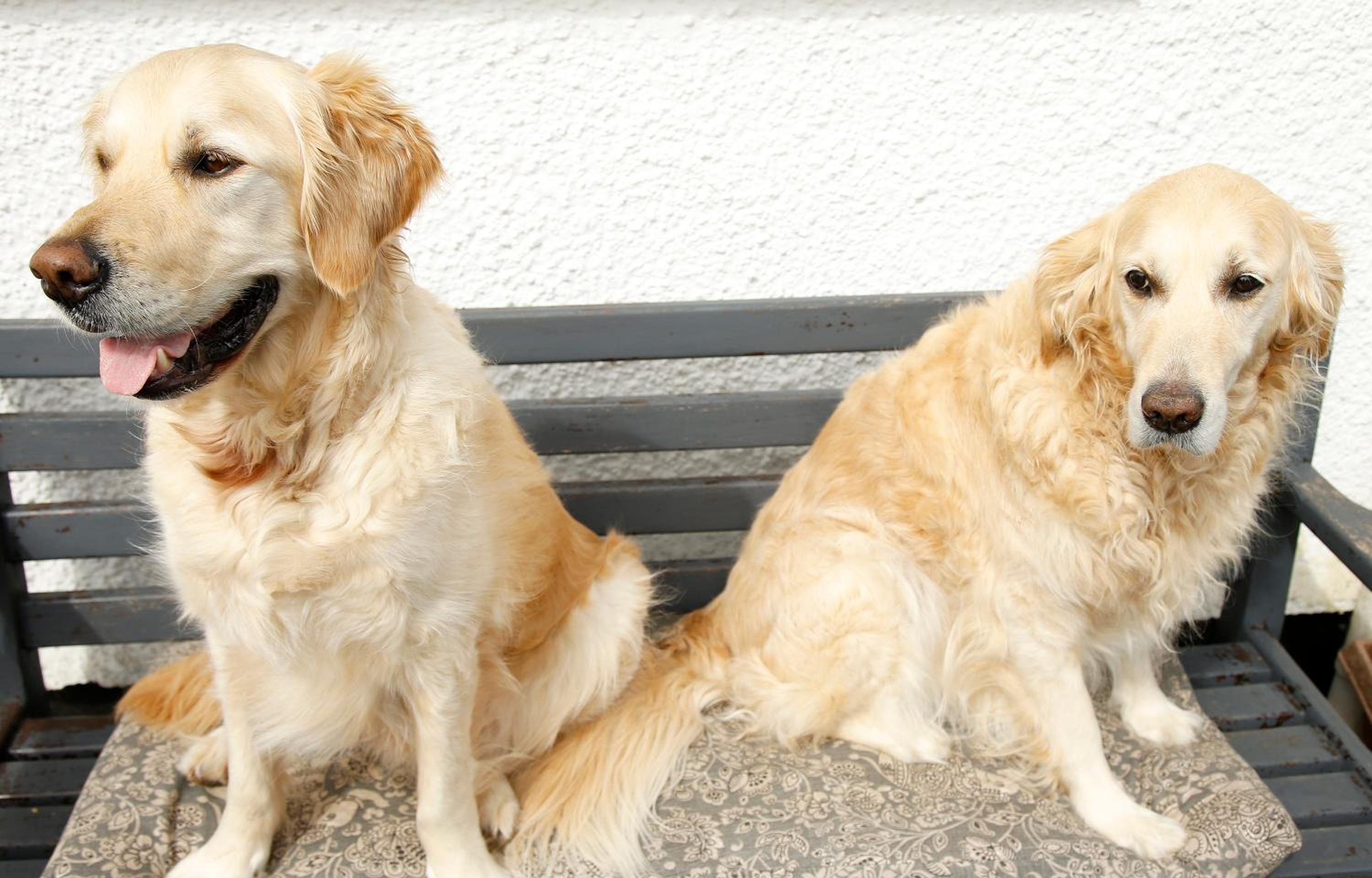 The Dog House, Penryn view 4