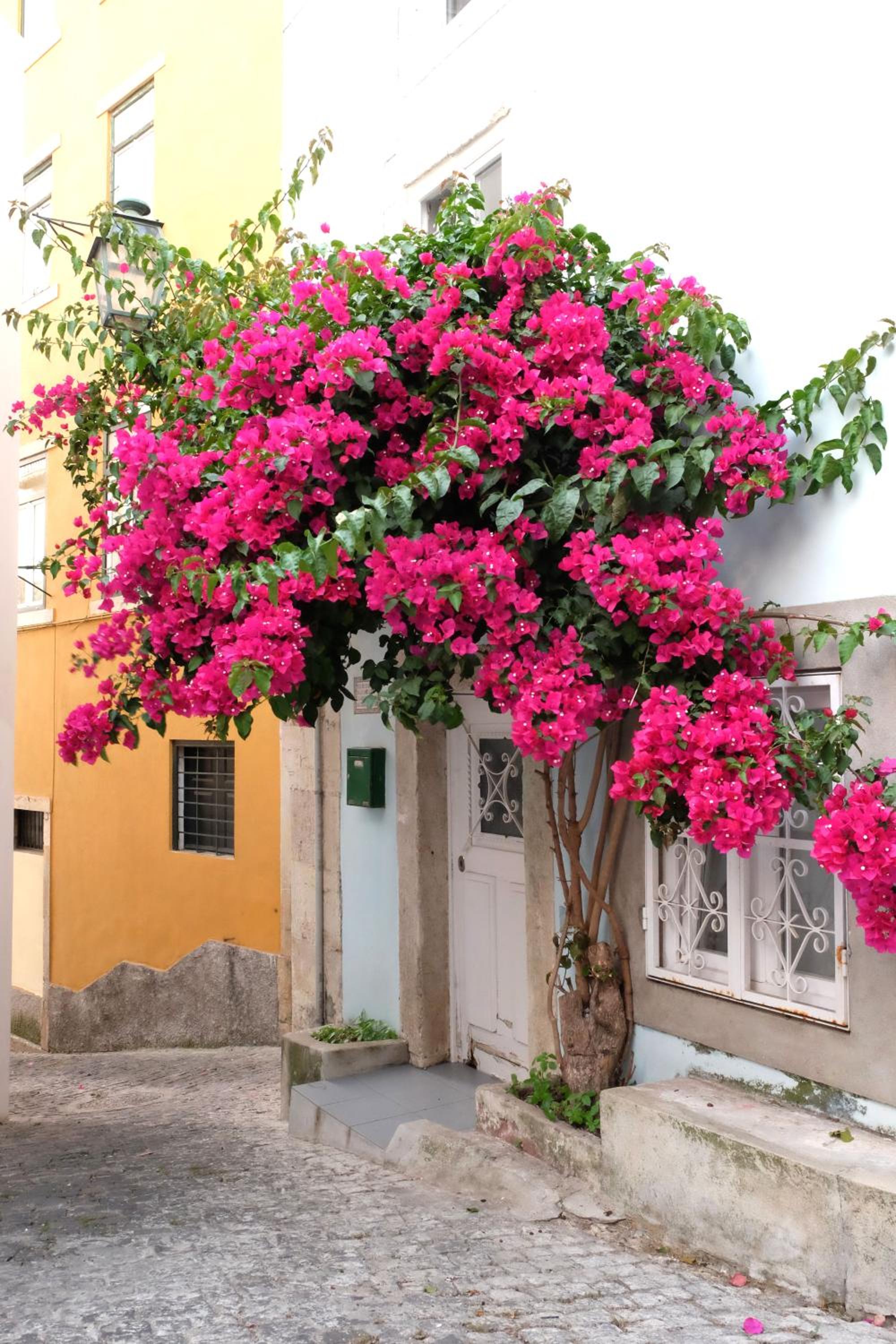 Proa d'Alfama Guest House