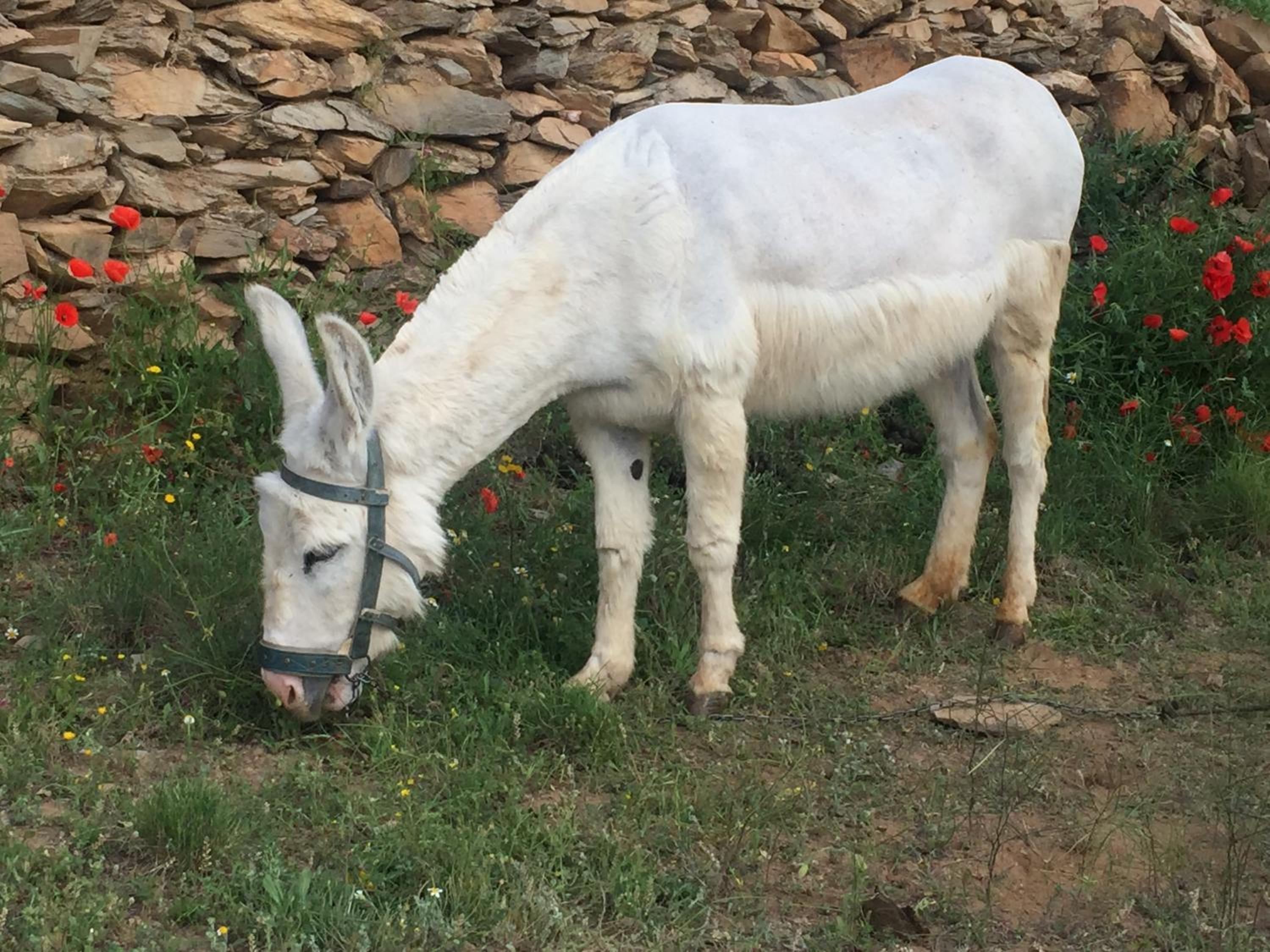 Reul Alto Cortijos Rurales