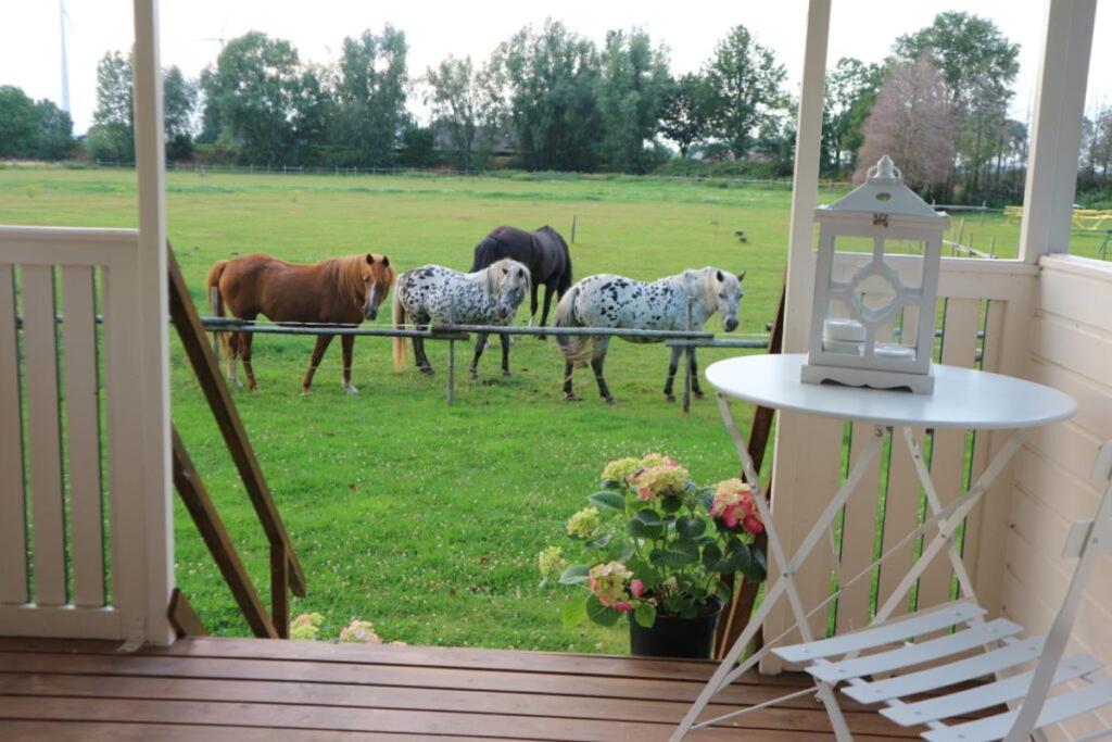 Pipowagen Jasmijn bij Pipowagen en kampeerhoeve s Gravenhof - Property Image 14