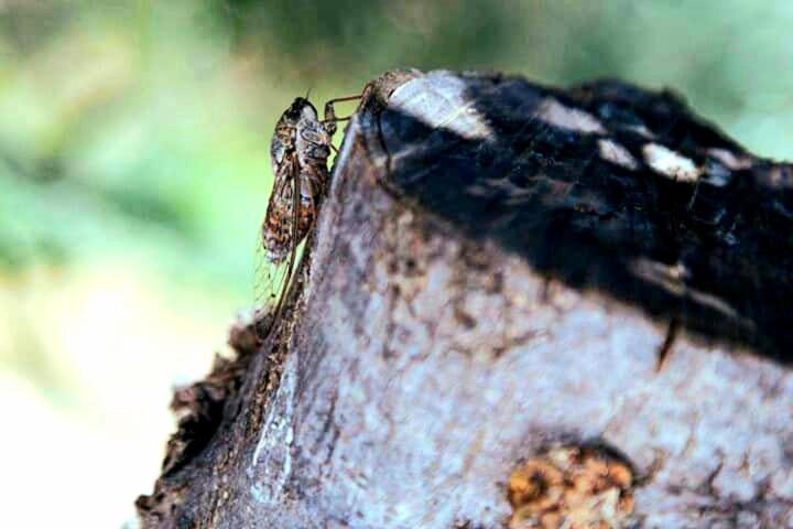 Epavlis