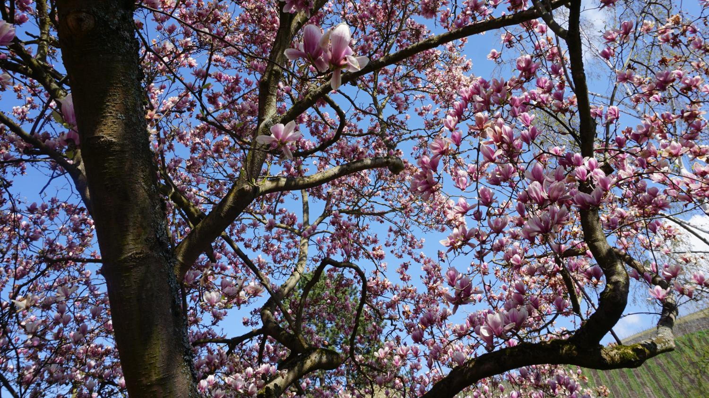 Ferienhaus MagnoliAhr