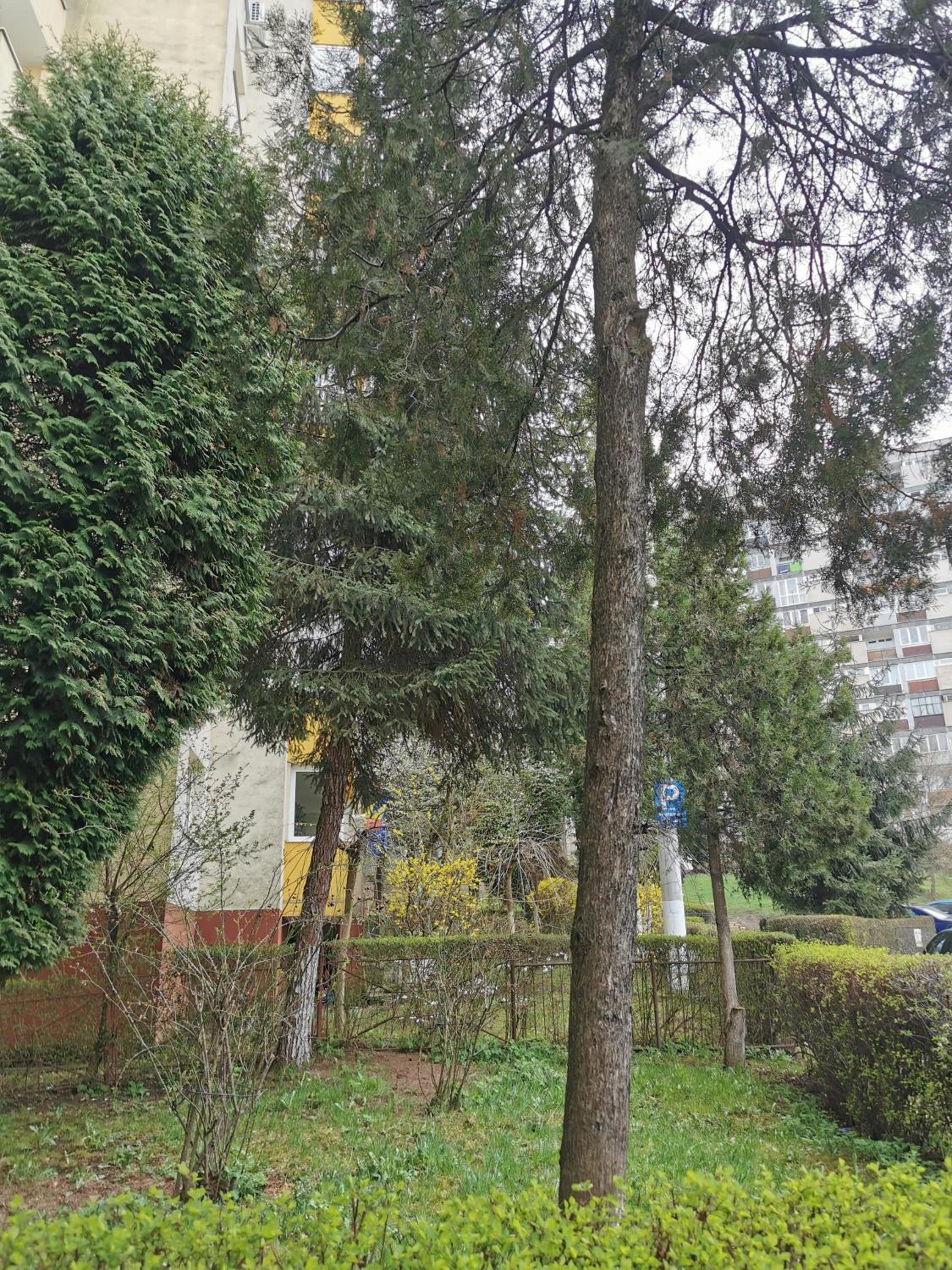 Apartament Maysa