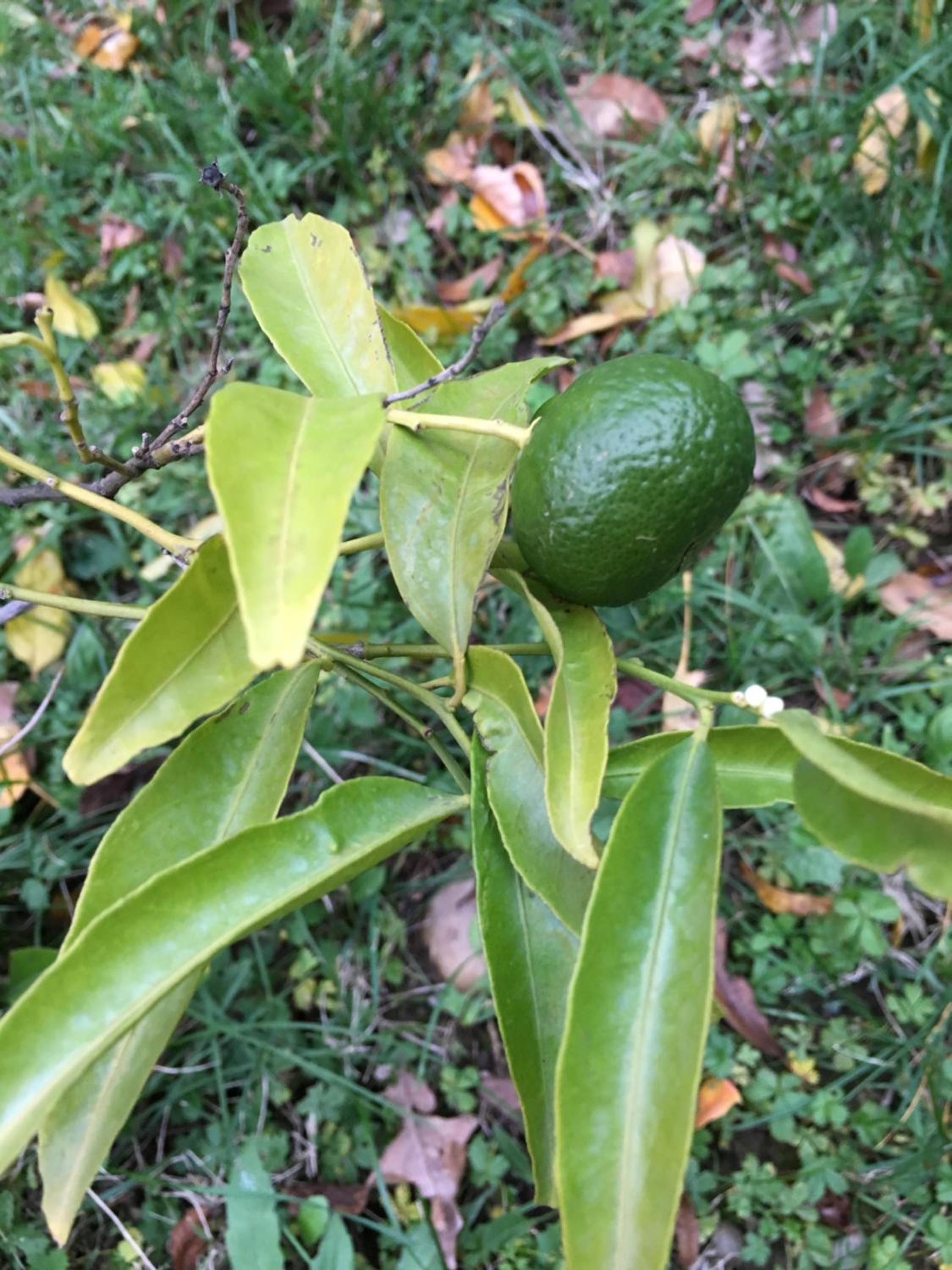 La Mandarine