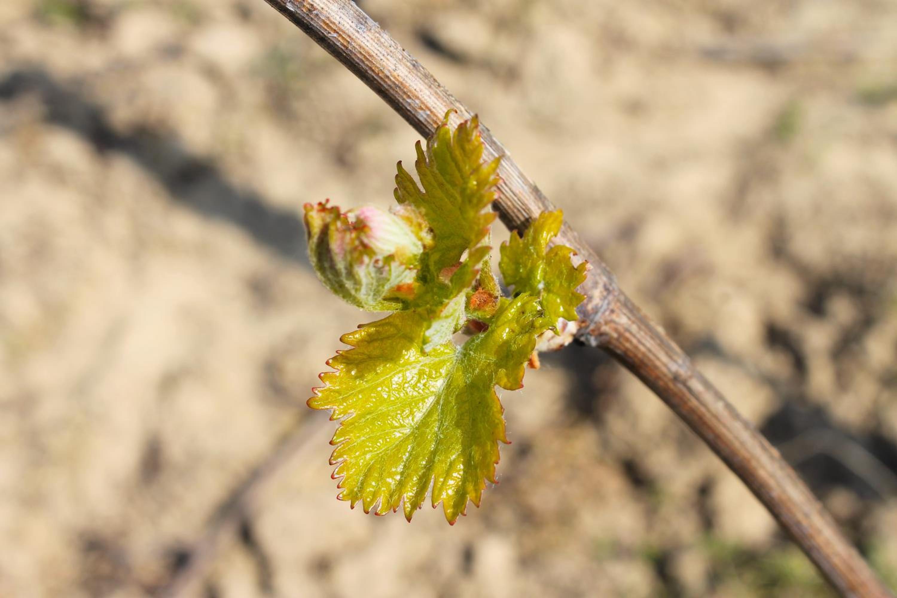 Domaine Joseph LAFARGE Wine Resort Oeno-tonneaux expérience