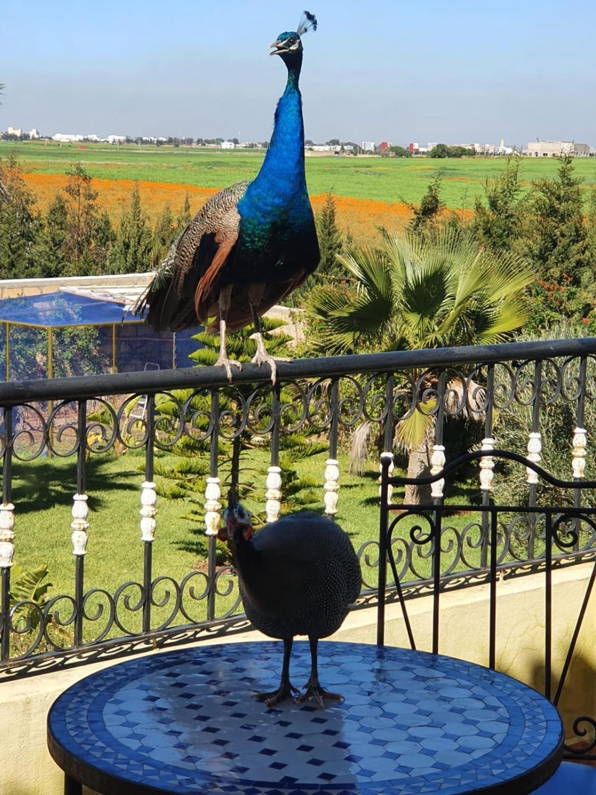 Riad TANJIL photo 5