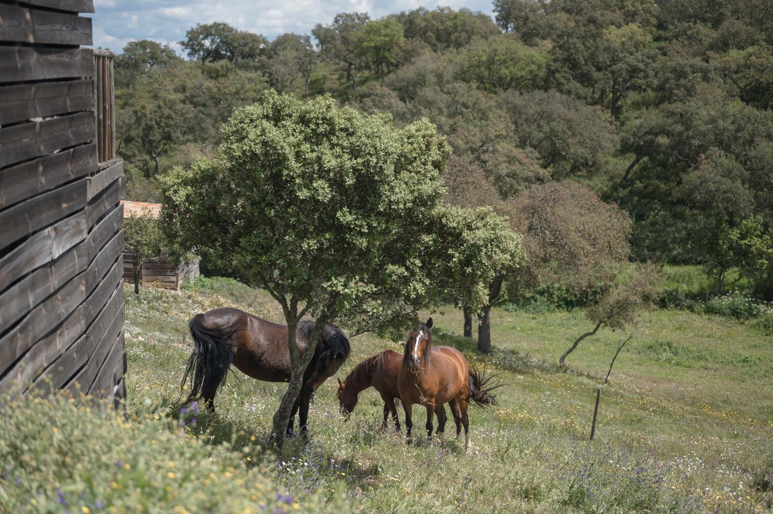 Monte Gois Country House e Spa