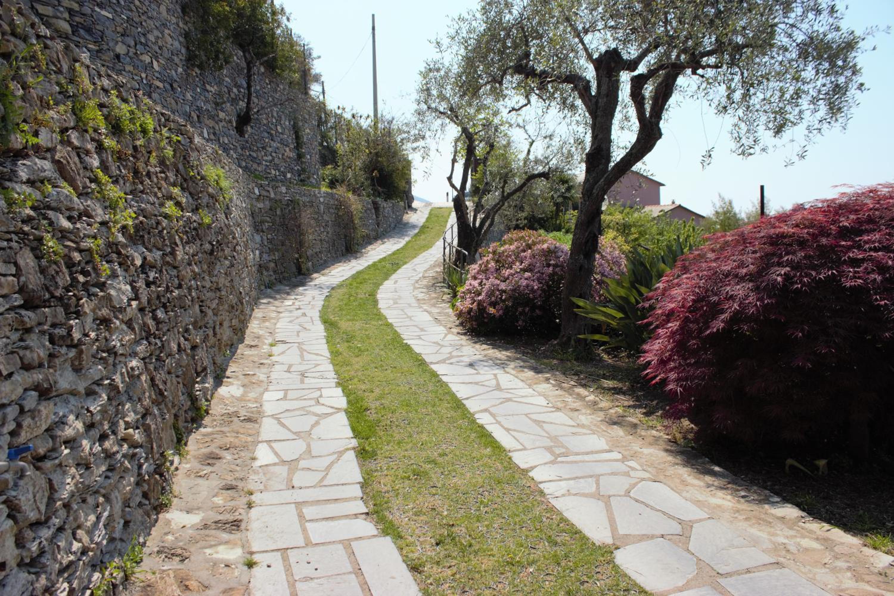 Azalea en Recco