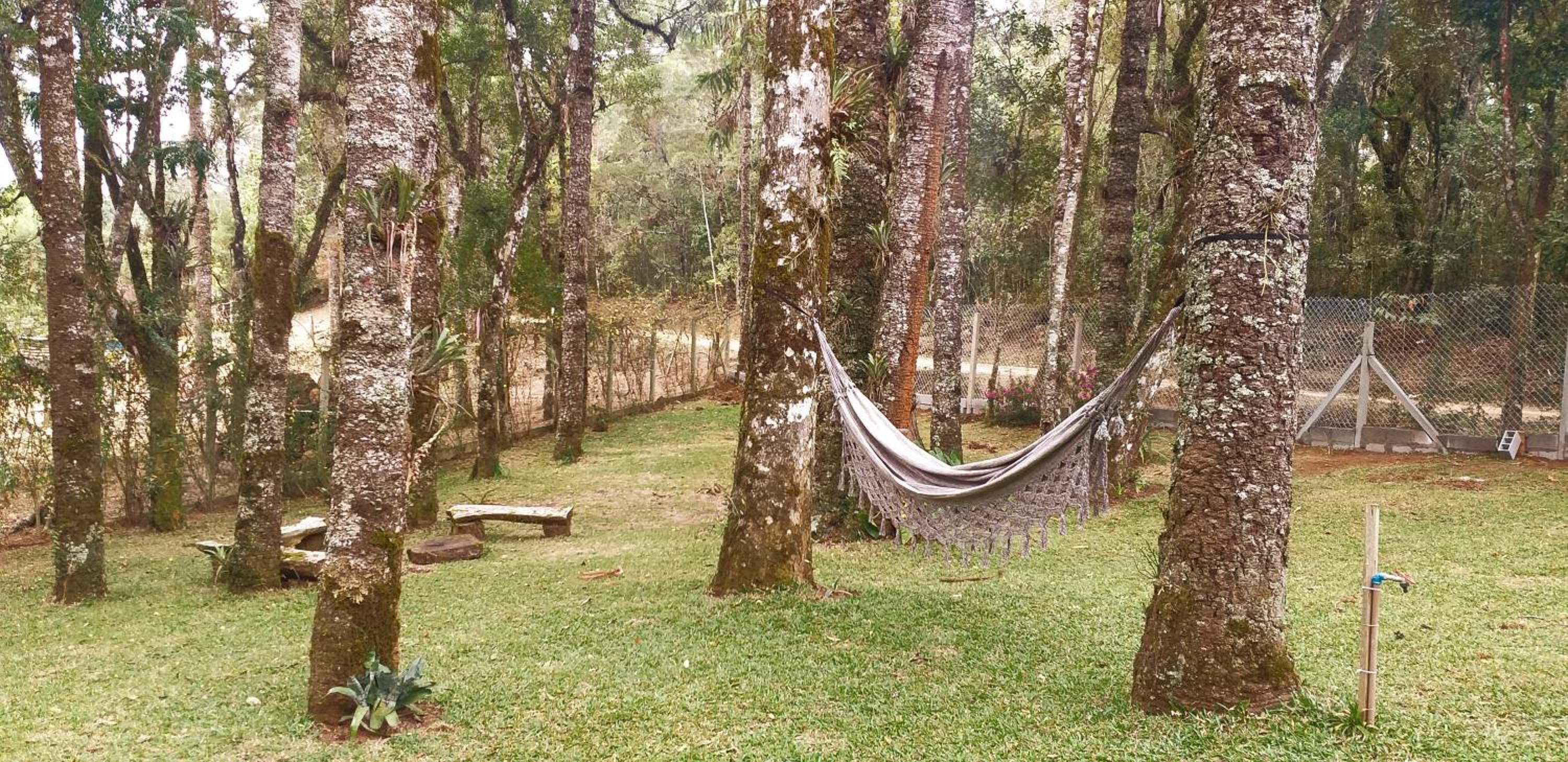 Bosque das Araucárias