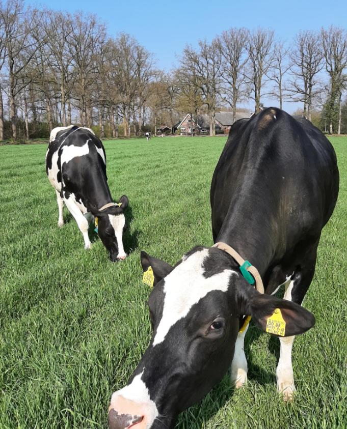 Hoeve de Laan