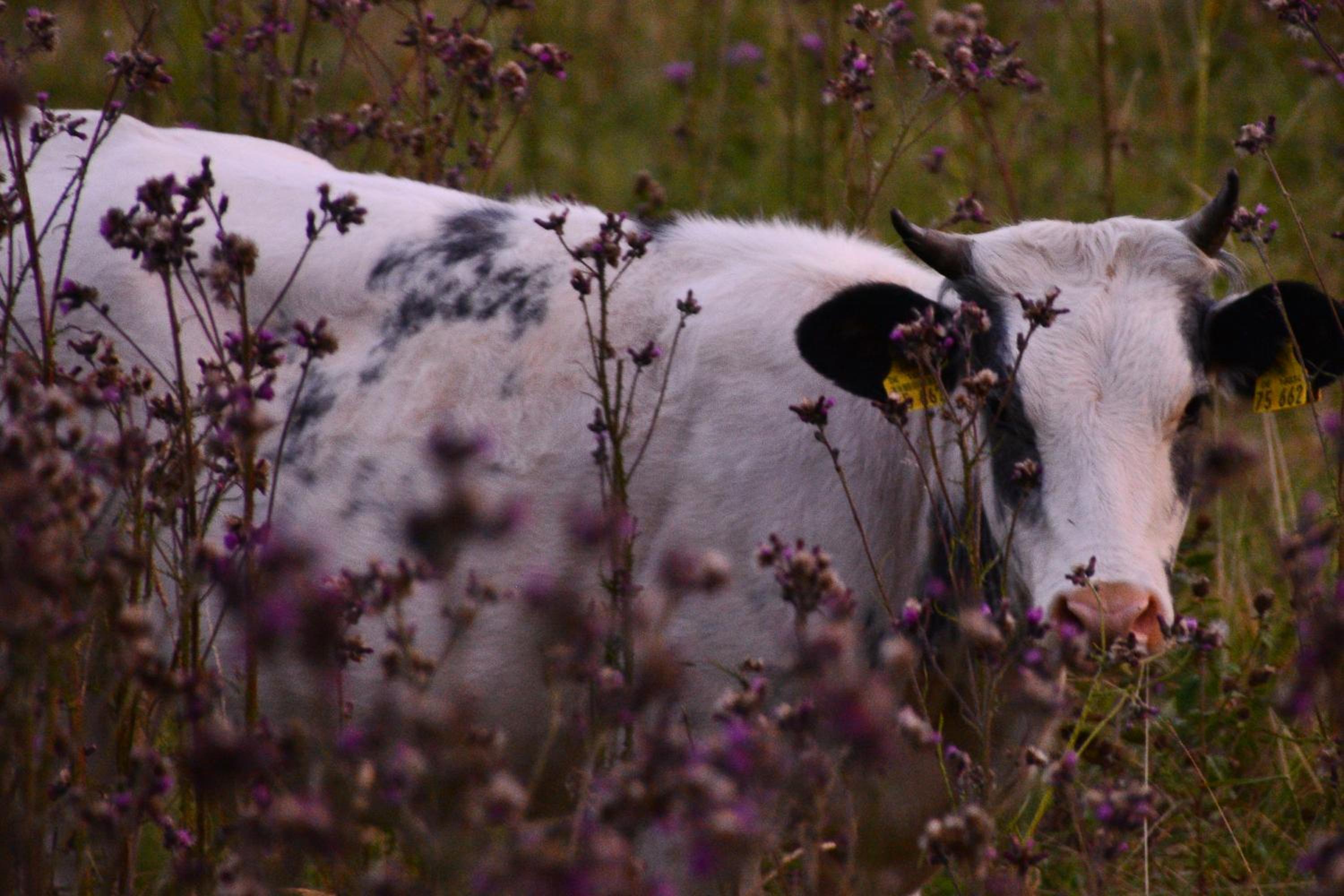 Photo 60