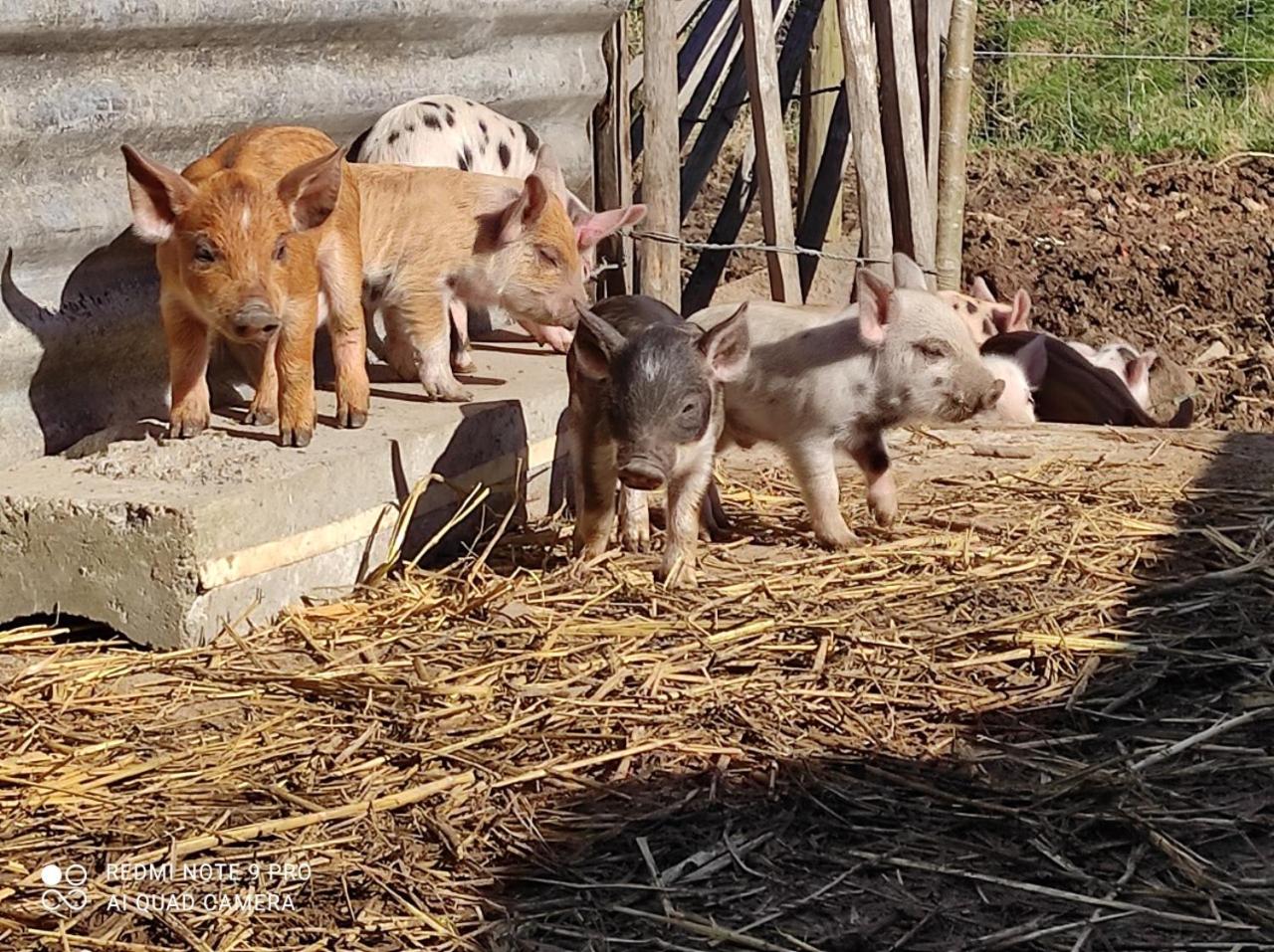 DE SMISHOEVE met kinderpret, dieren en wellness