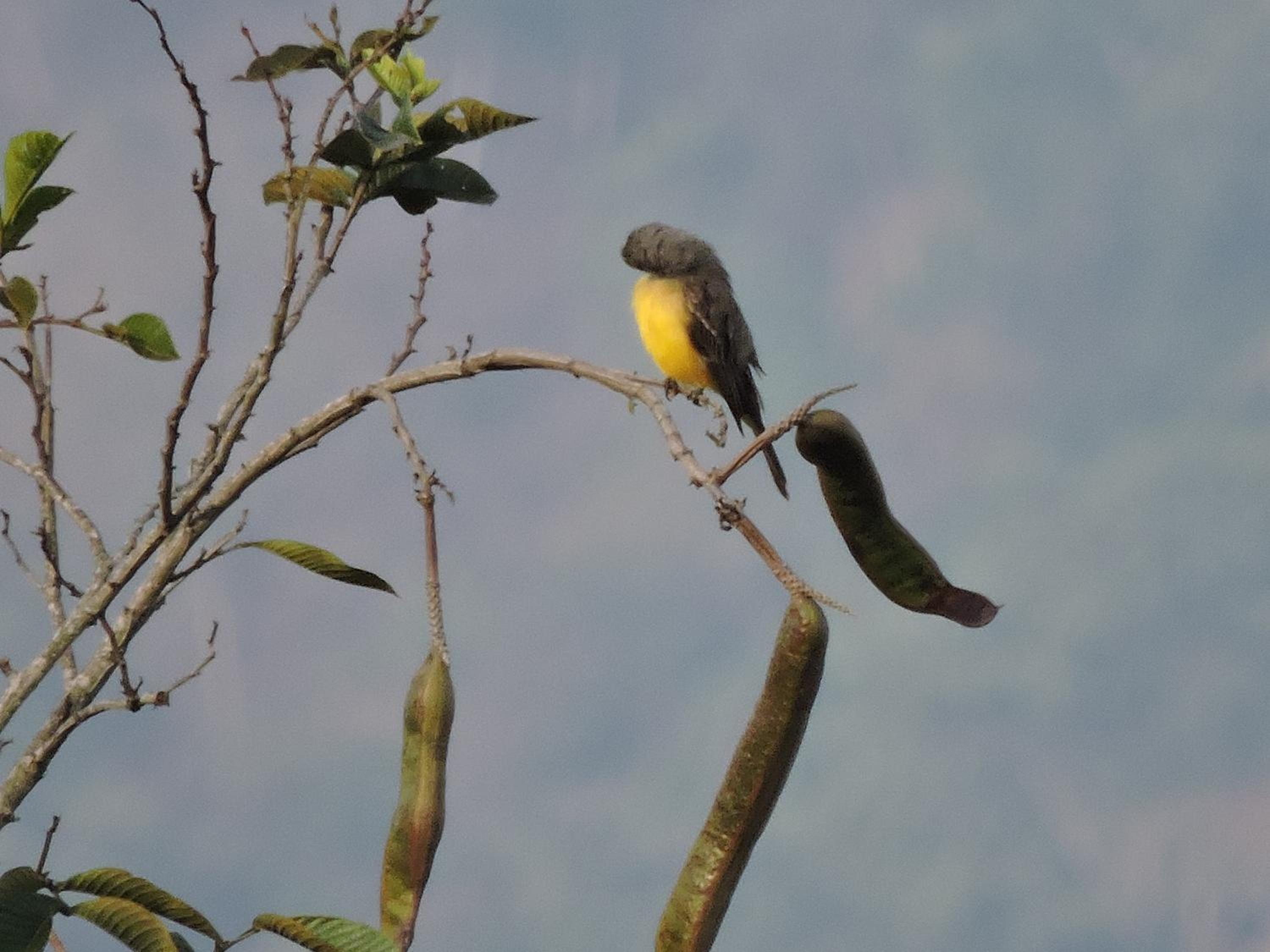 Eco-Cabanas Altozano Nimaima - Property Image 99