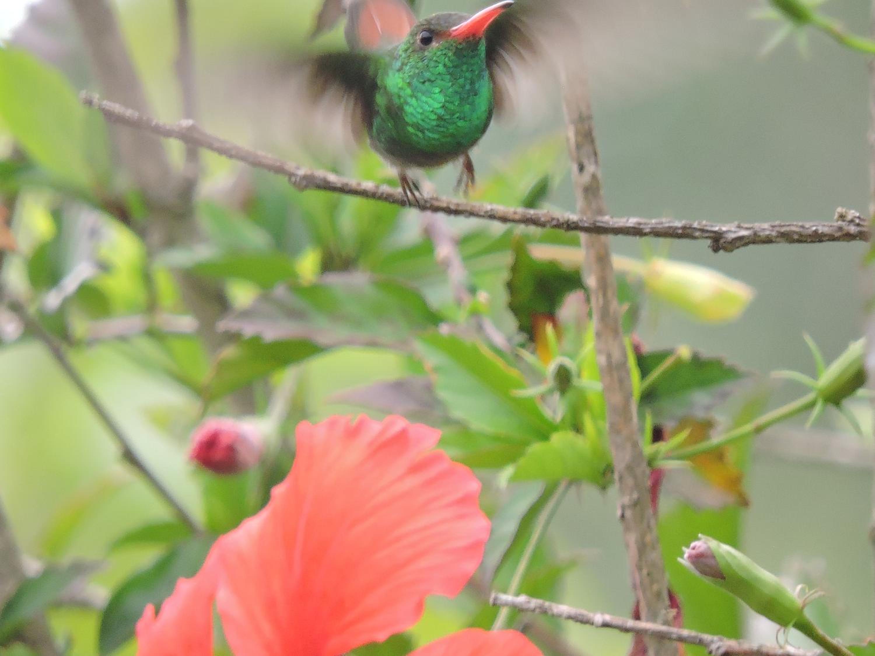 Eco-Cabanas Altozano Nimaima - Property Image 102