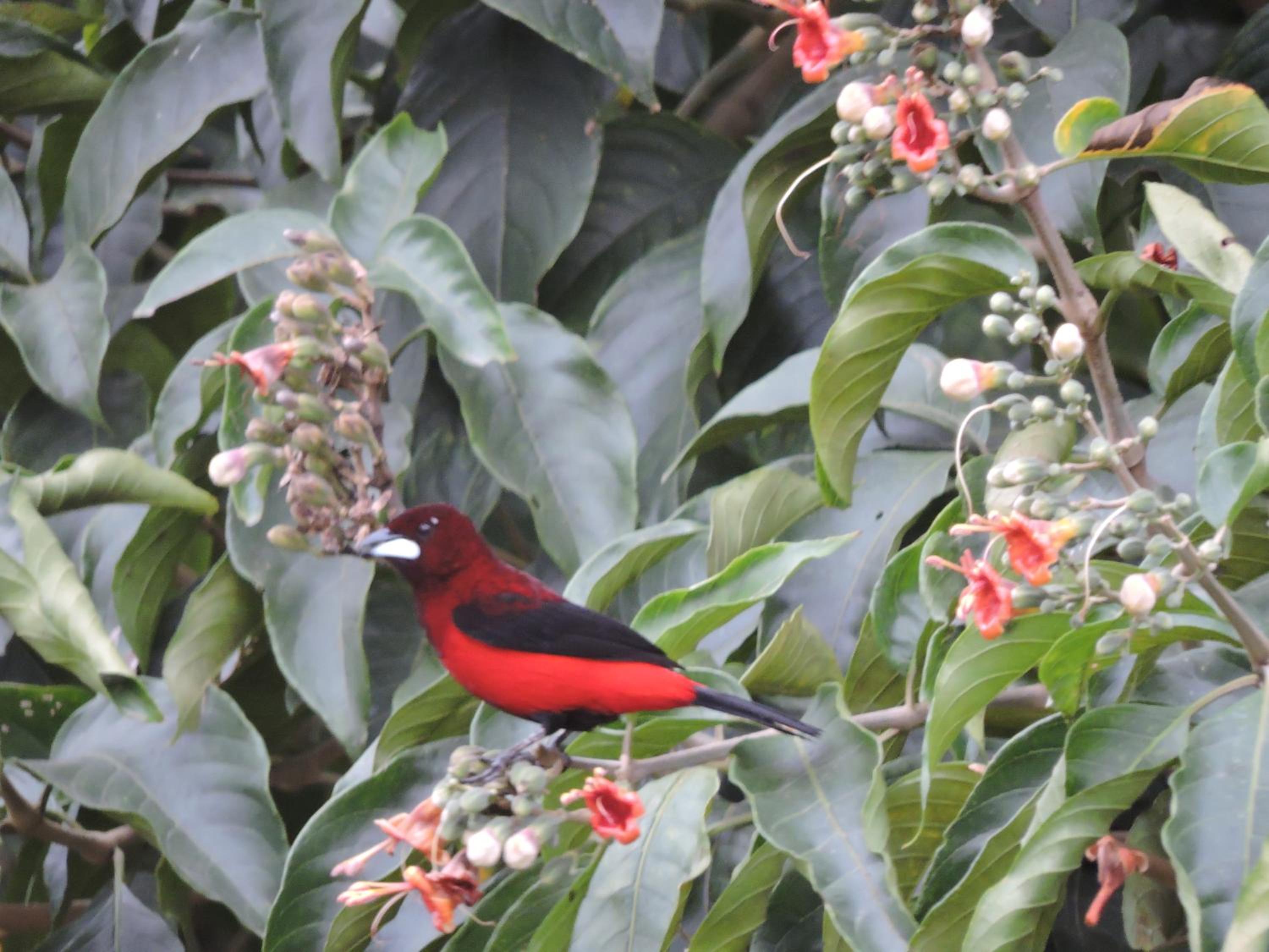 Eco-Cabanas Altozano Nimaima - Property Image 103