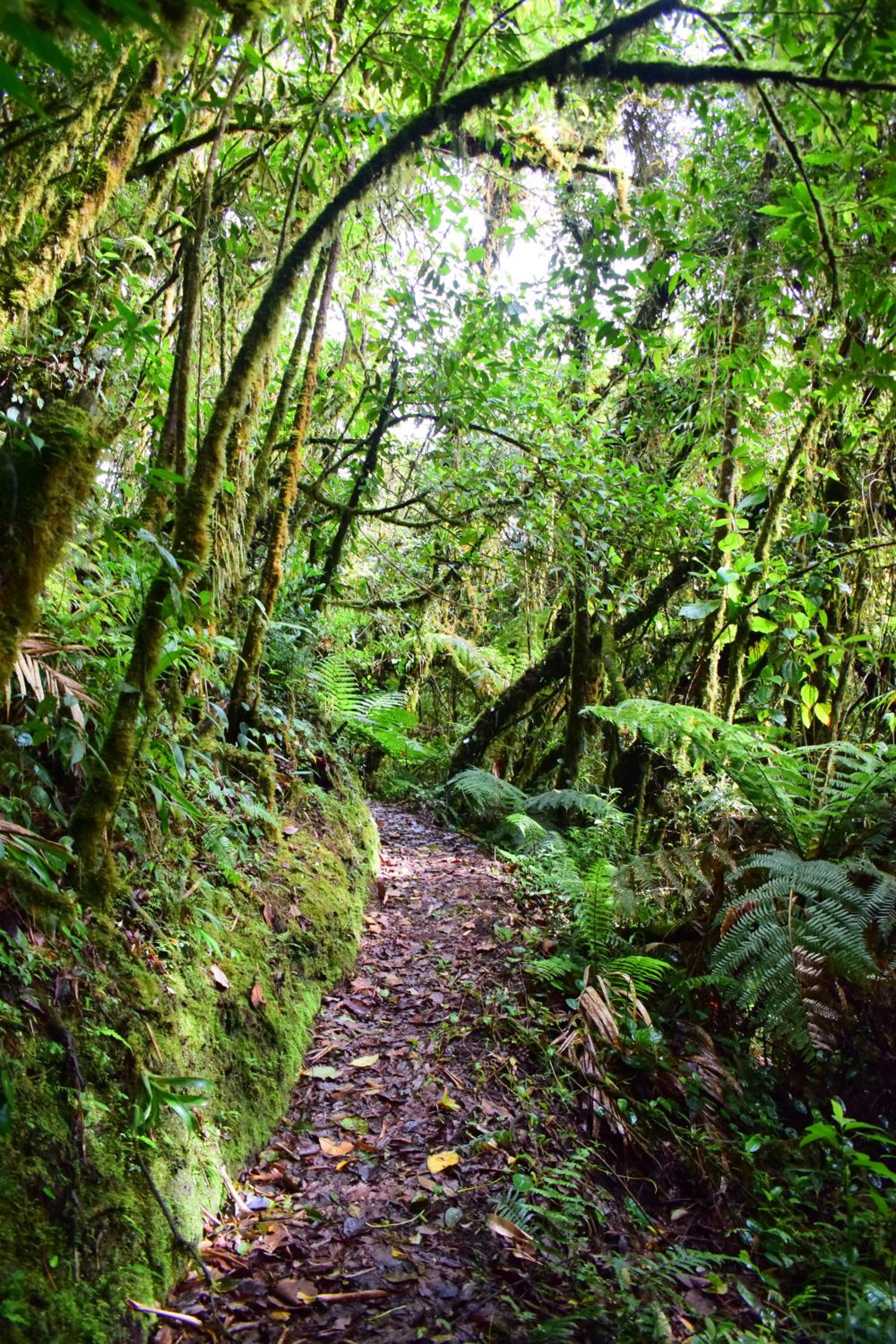 Reserva Natural Cerro Alto