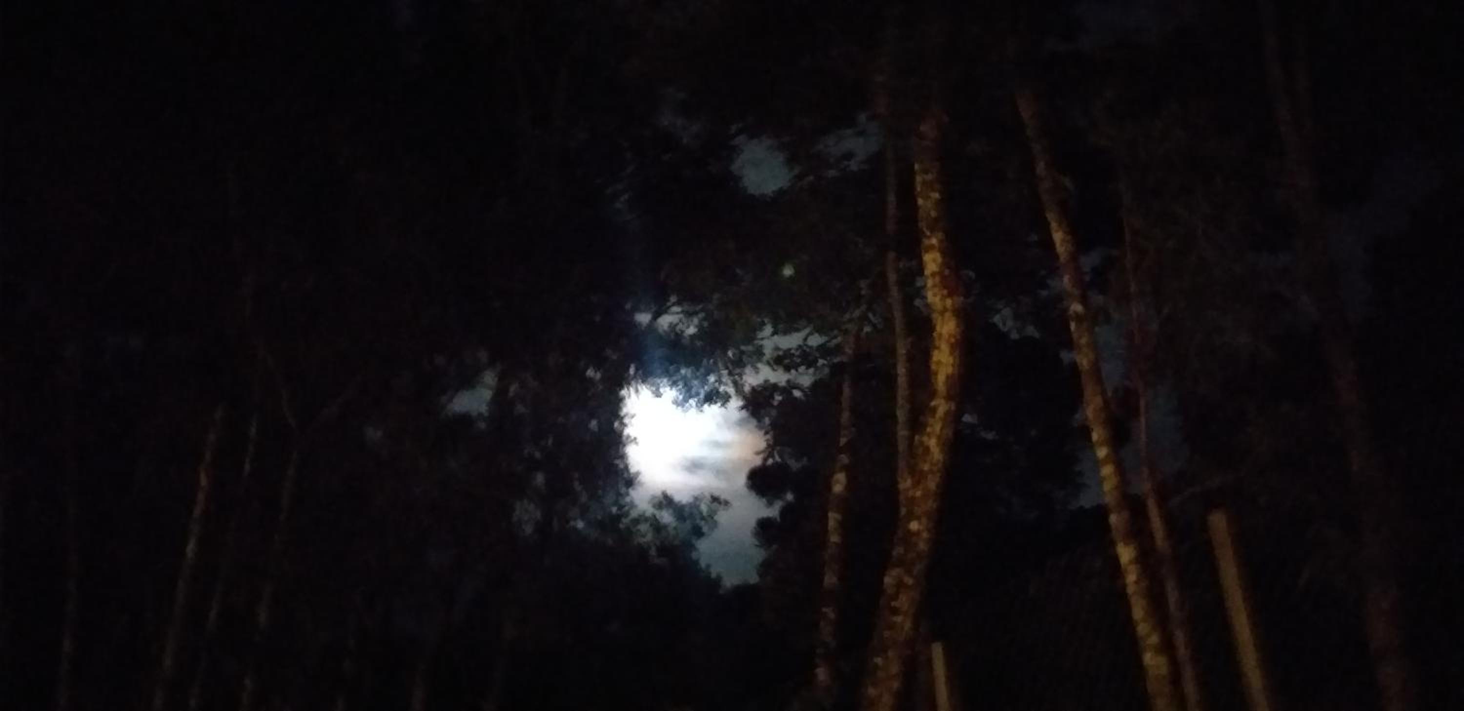 Bosque das Araucárias