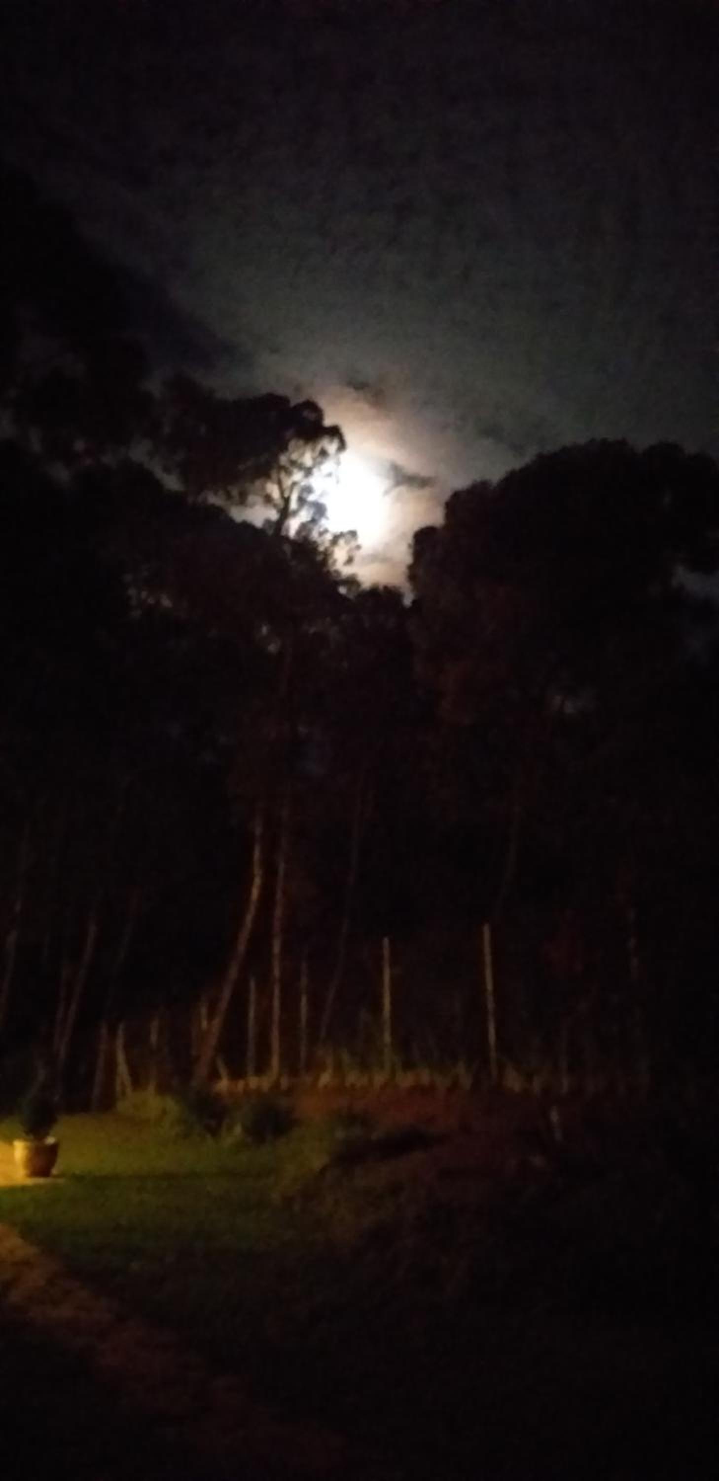 Bosque das Araucárias