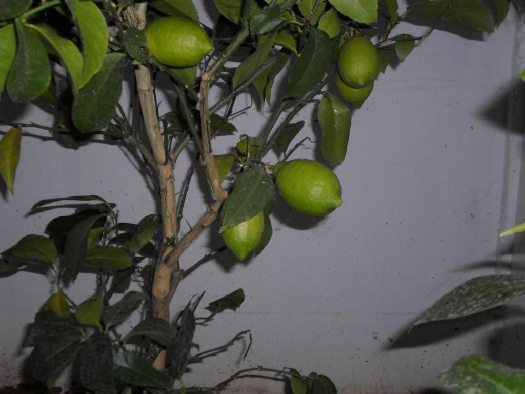 Photo 34