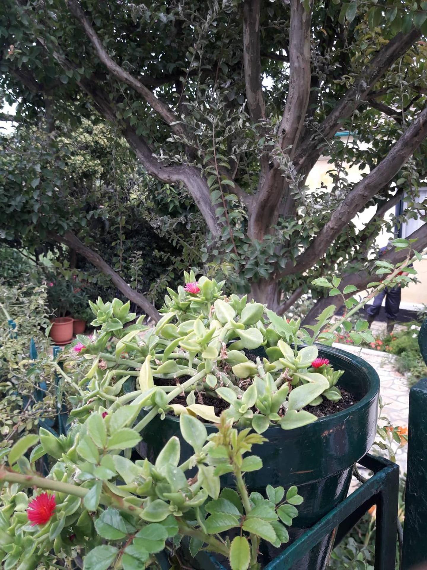 Photo 29