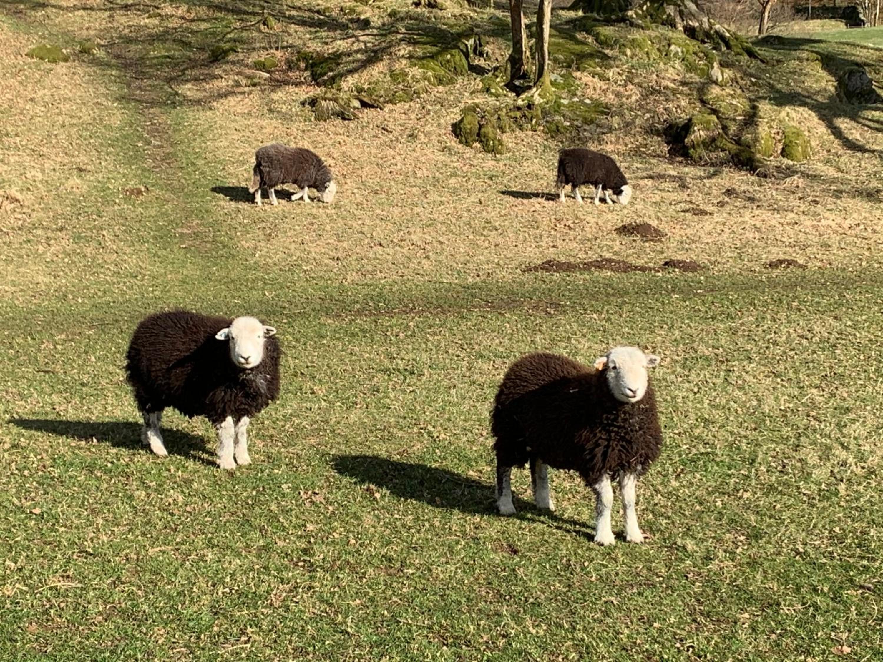 Ivythwaite Lodge Guest House