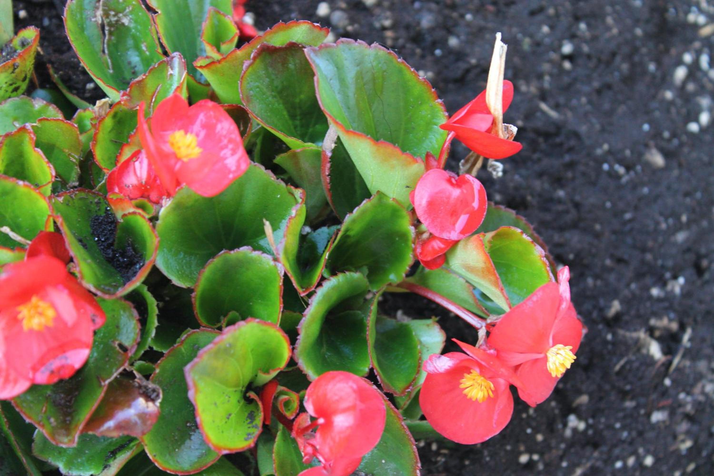 Photo 41