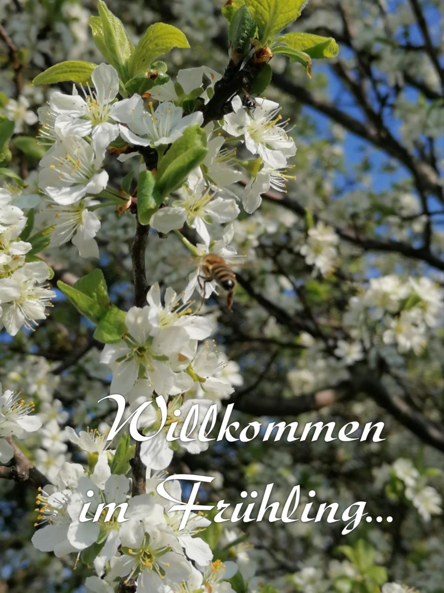 Ferienhaus Großalber