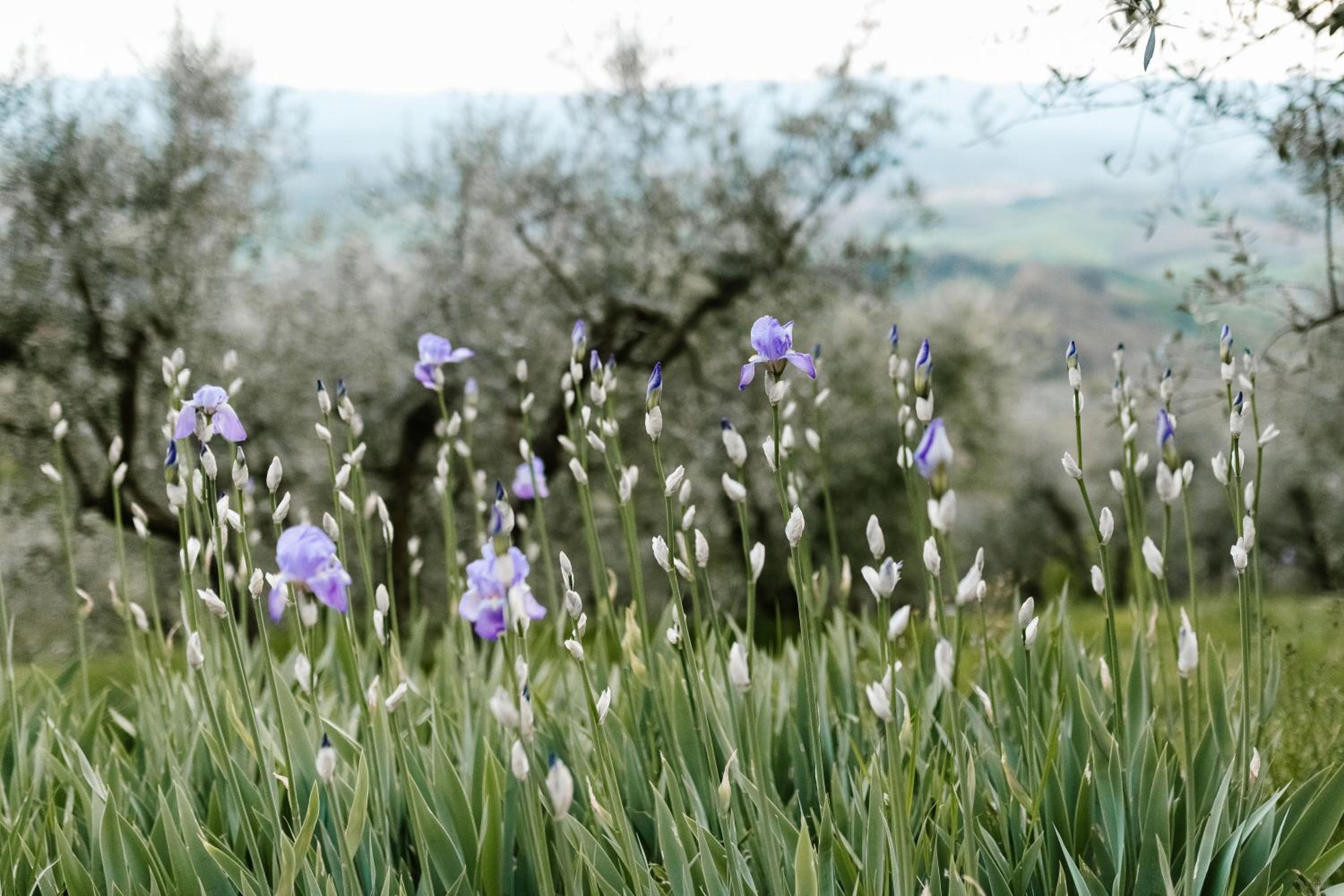 Agriturismo Cafaggio Primo