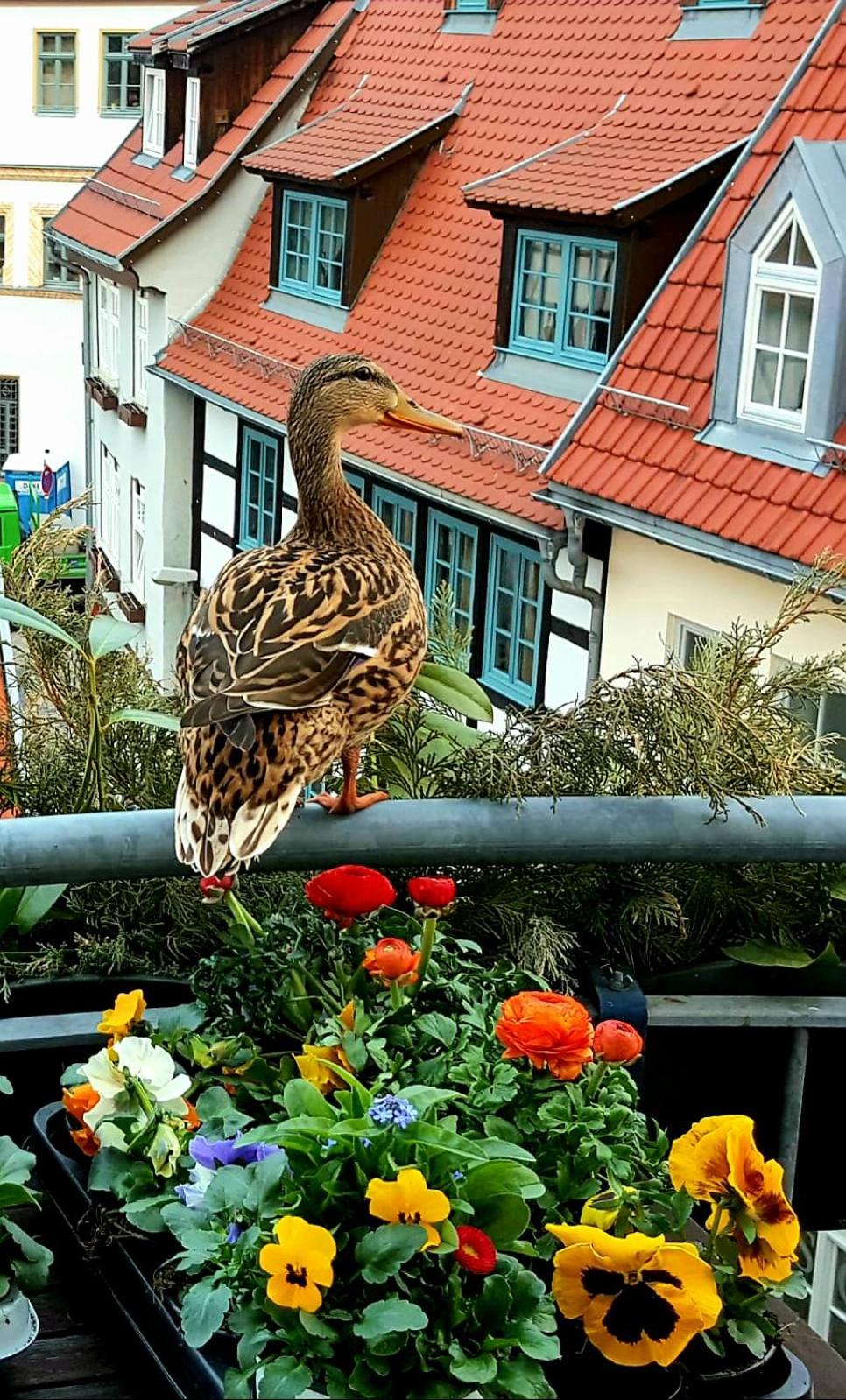 Altstadtapartment an der Krämerbrücke Nr.2