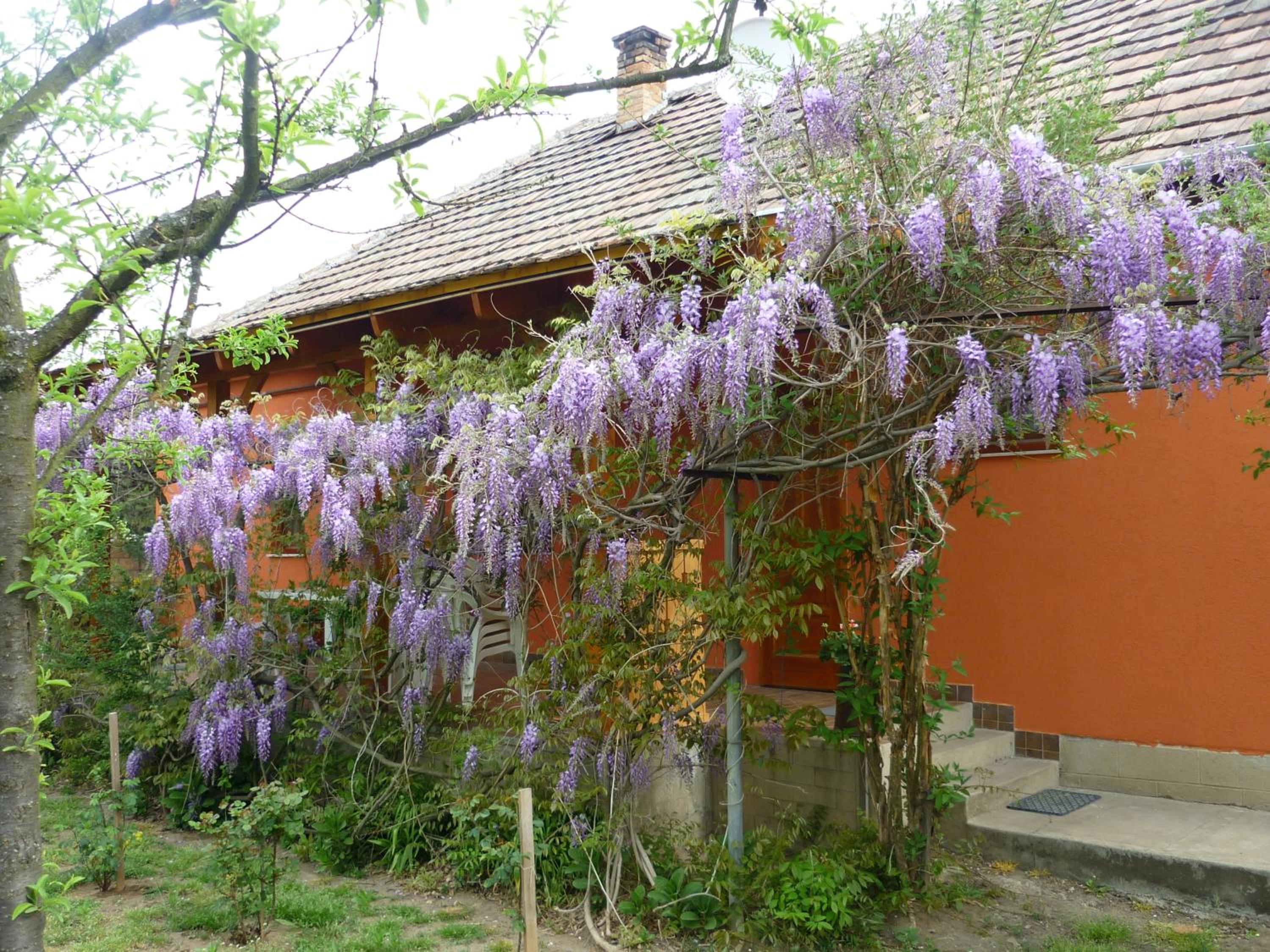 Vadregény Vendégház