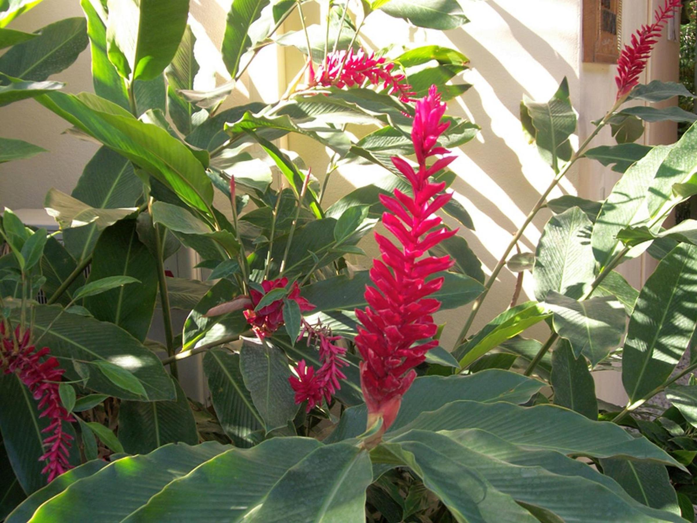 Nosara Paradise Rentals