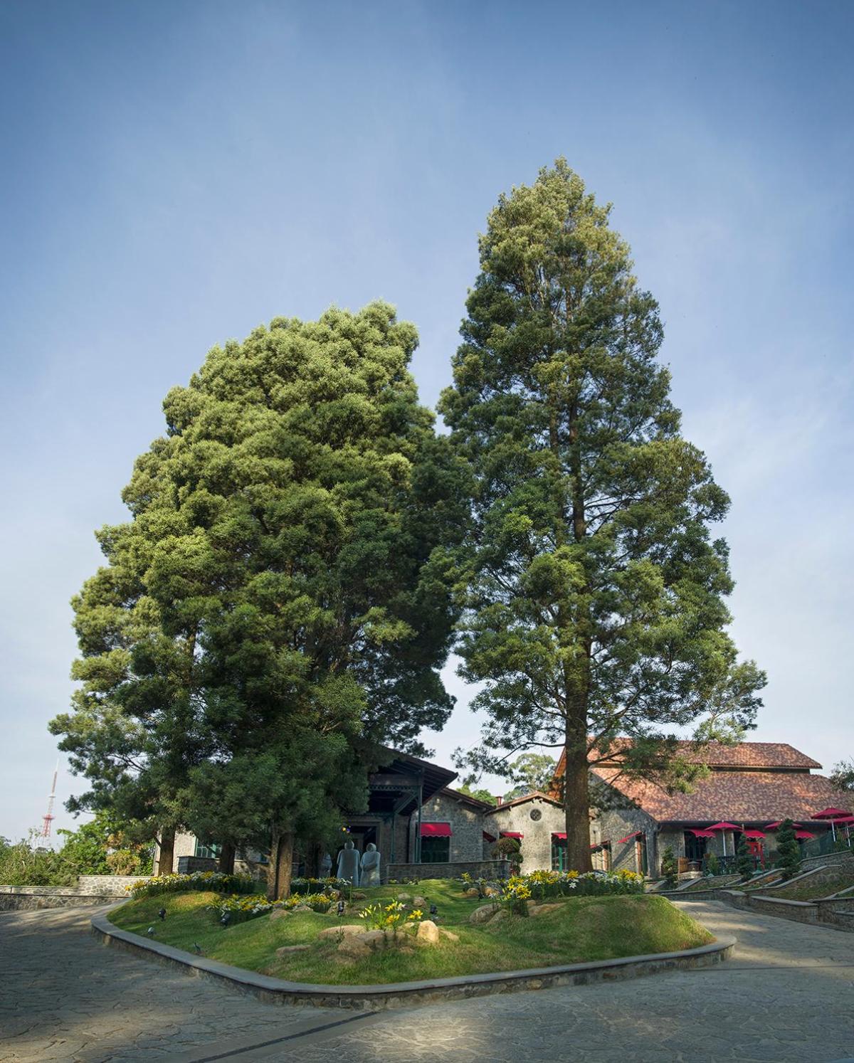 The Tamara Kodai