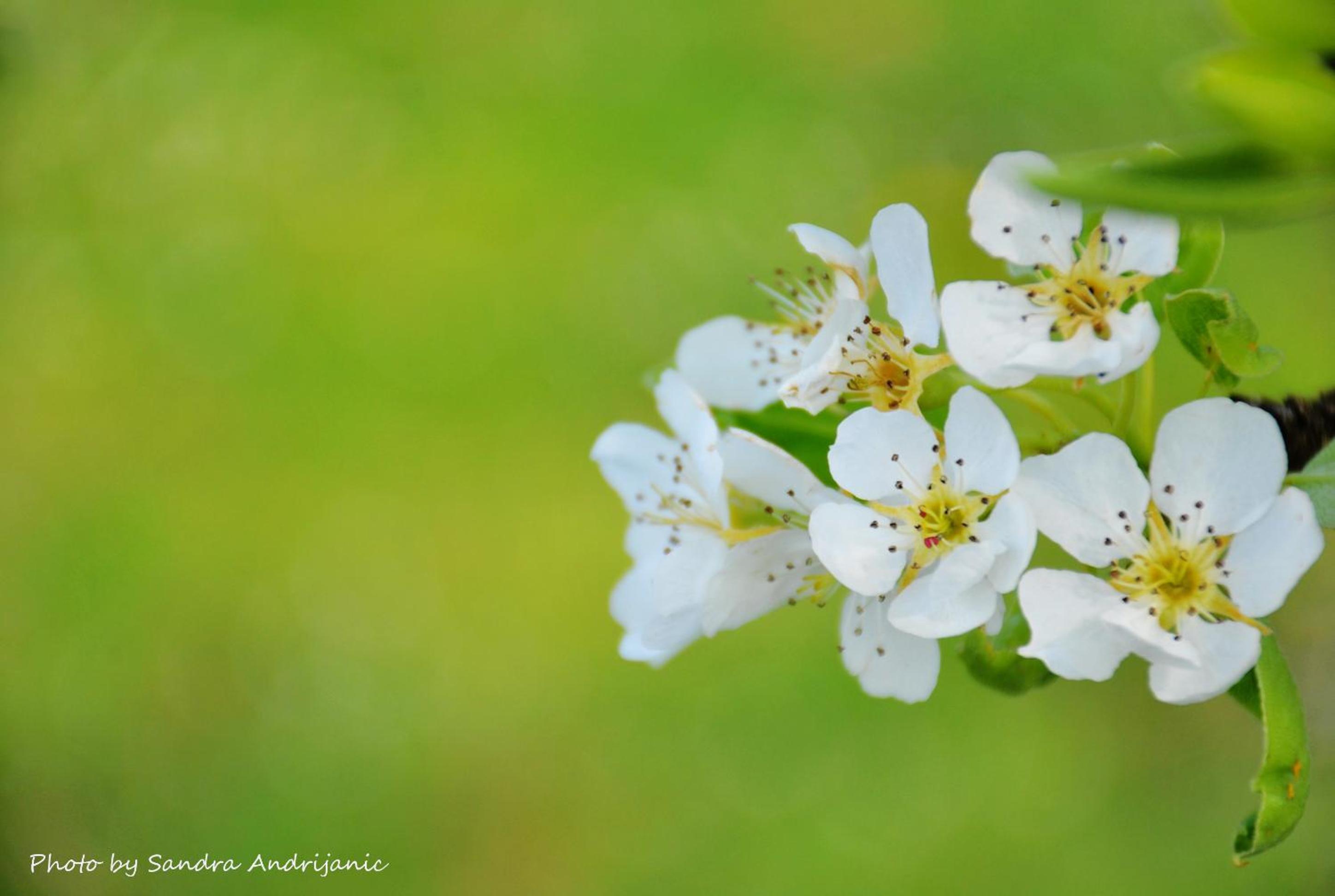 Photo 44