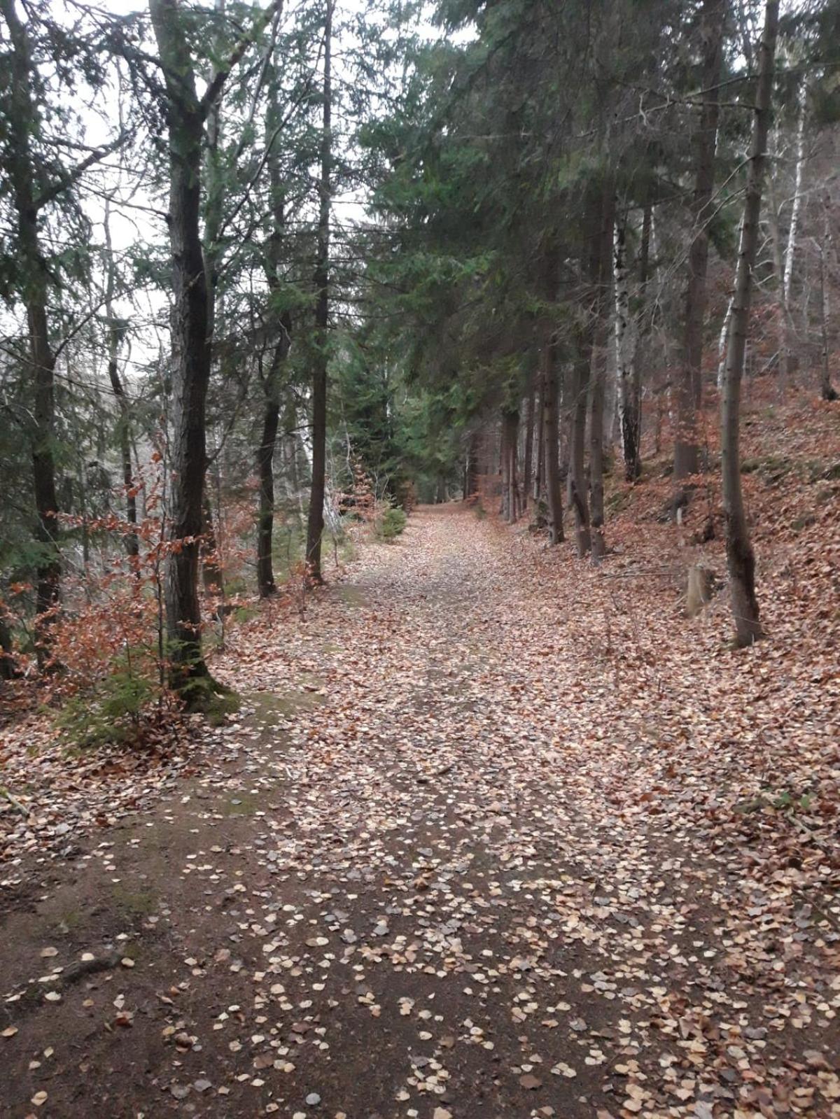Photo 45